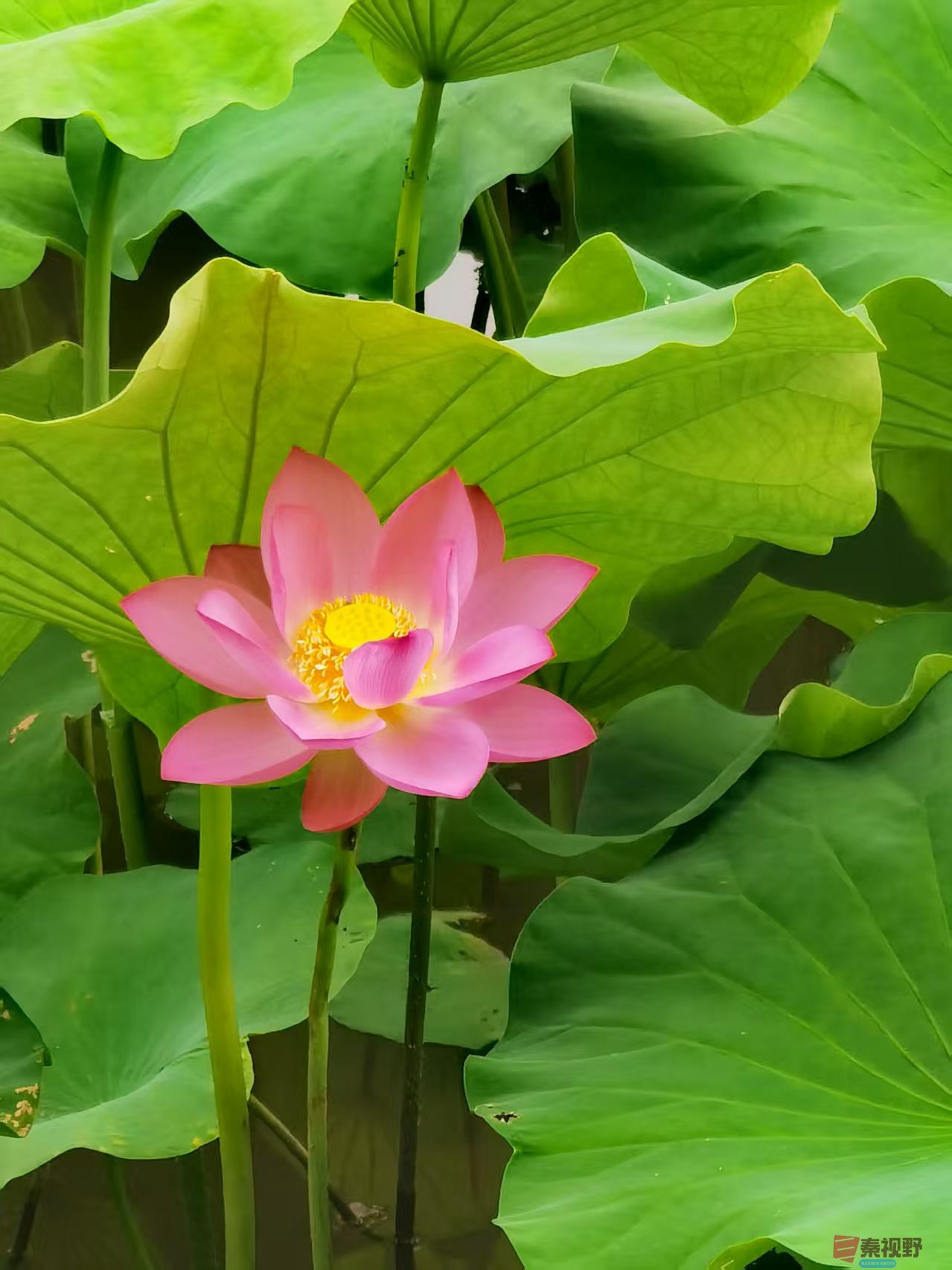 荷花【摄影王耀林】