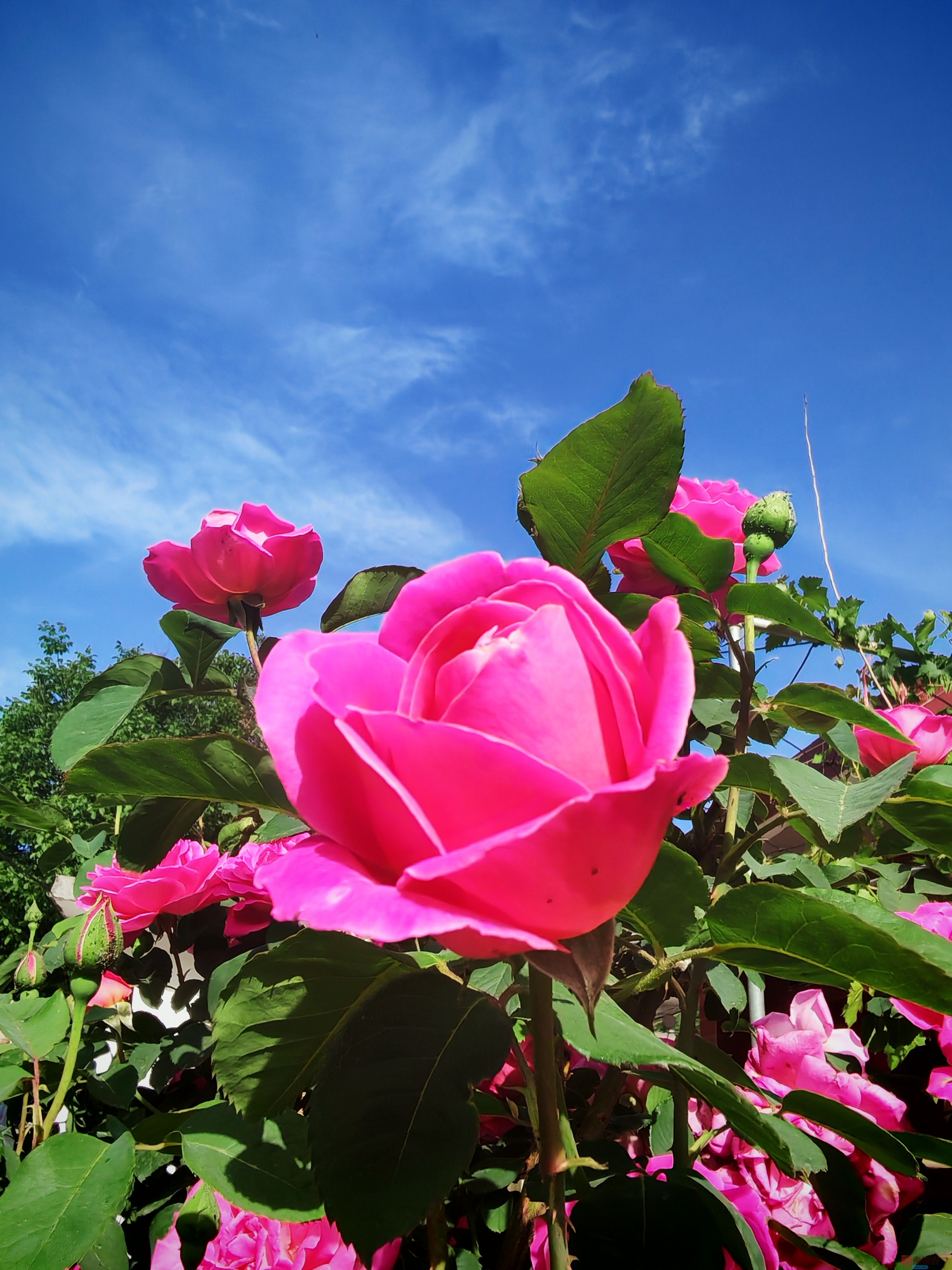 IMG_20250515_081600.jpg