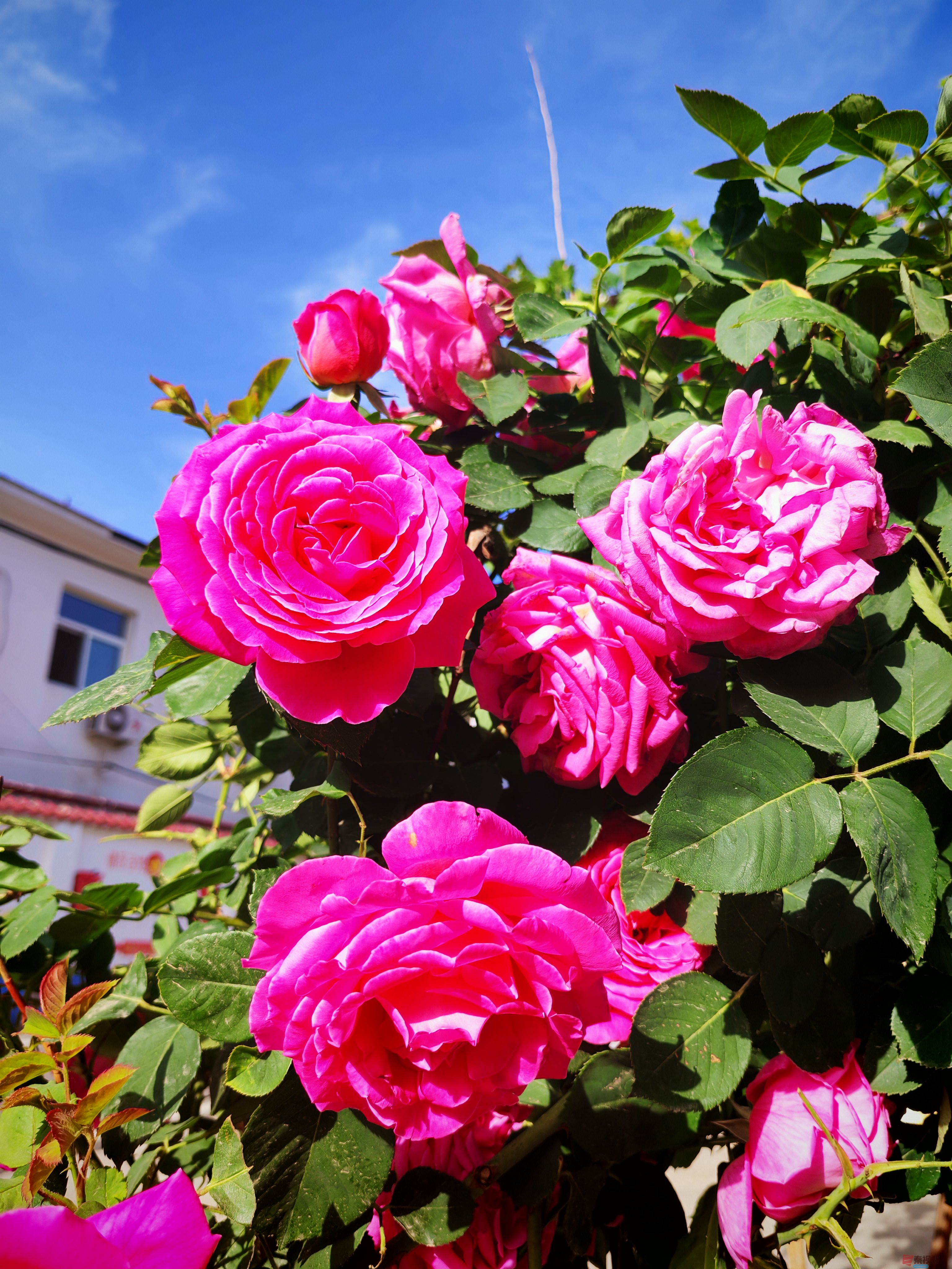 IMG_20250515_081625.jpg