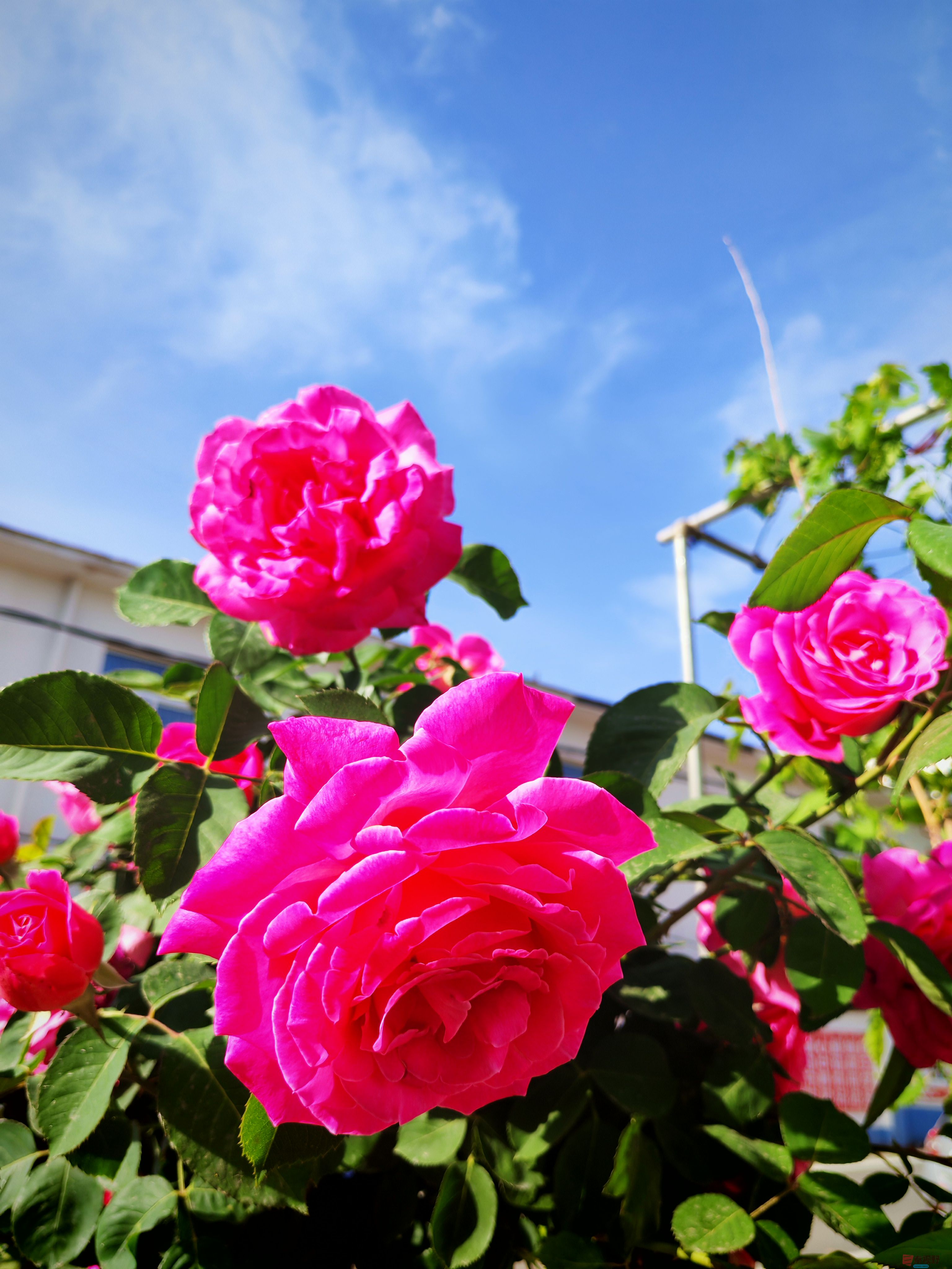 IMG_20250515_081635.jpg