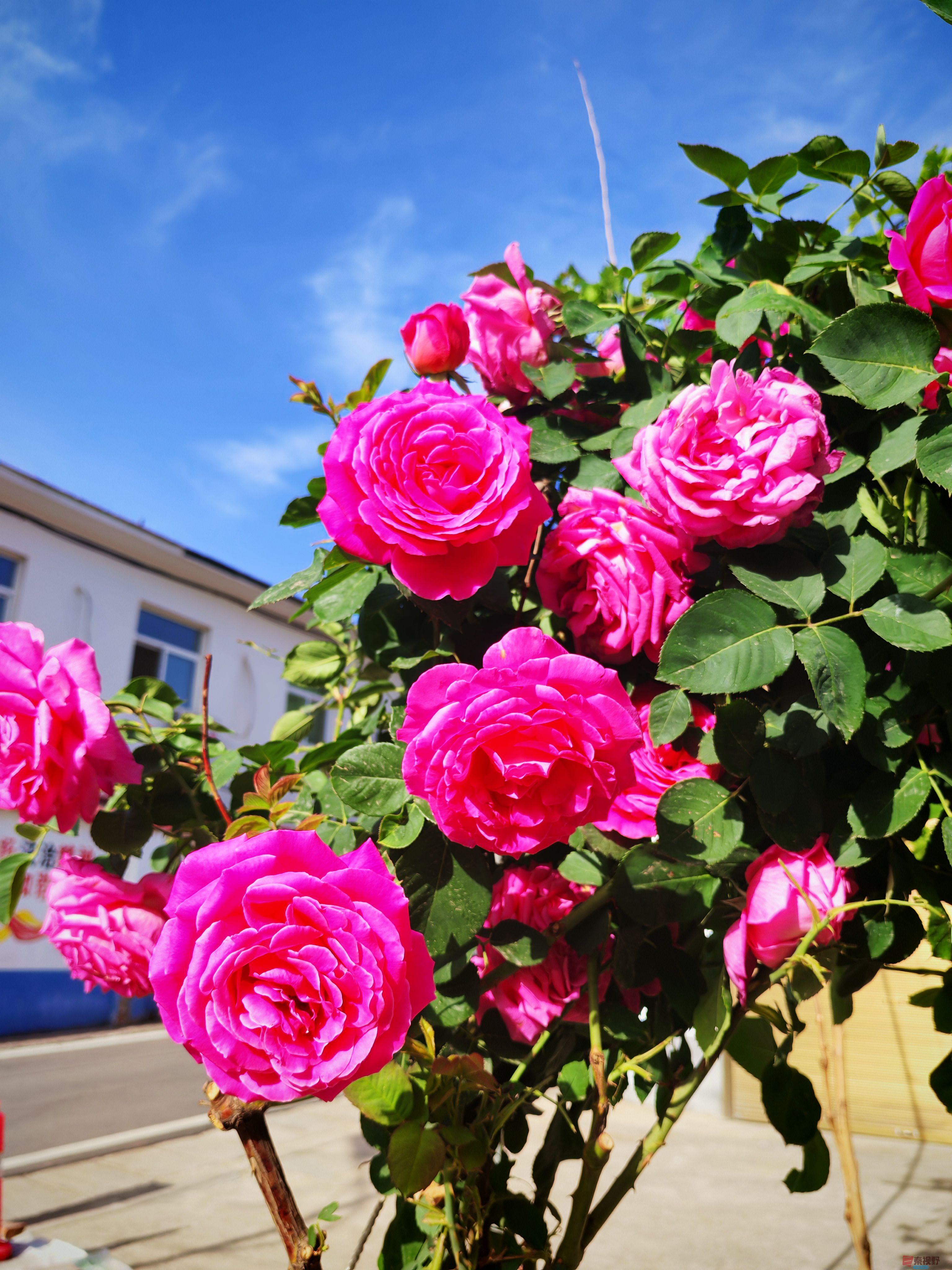 IMG_20250515_081648.jpg