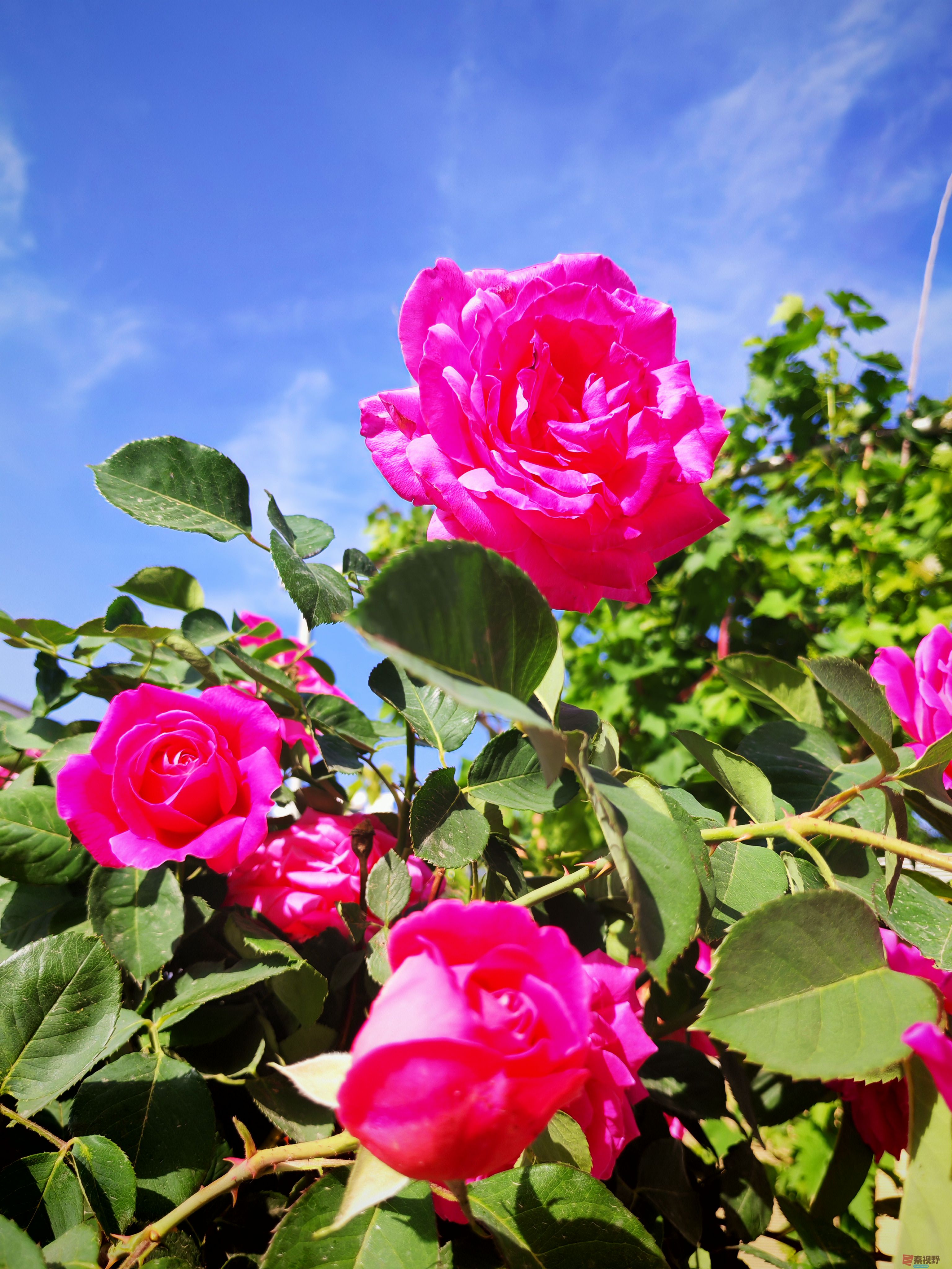 IMG_20250515_081659.jpg