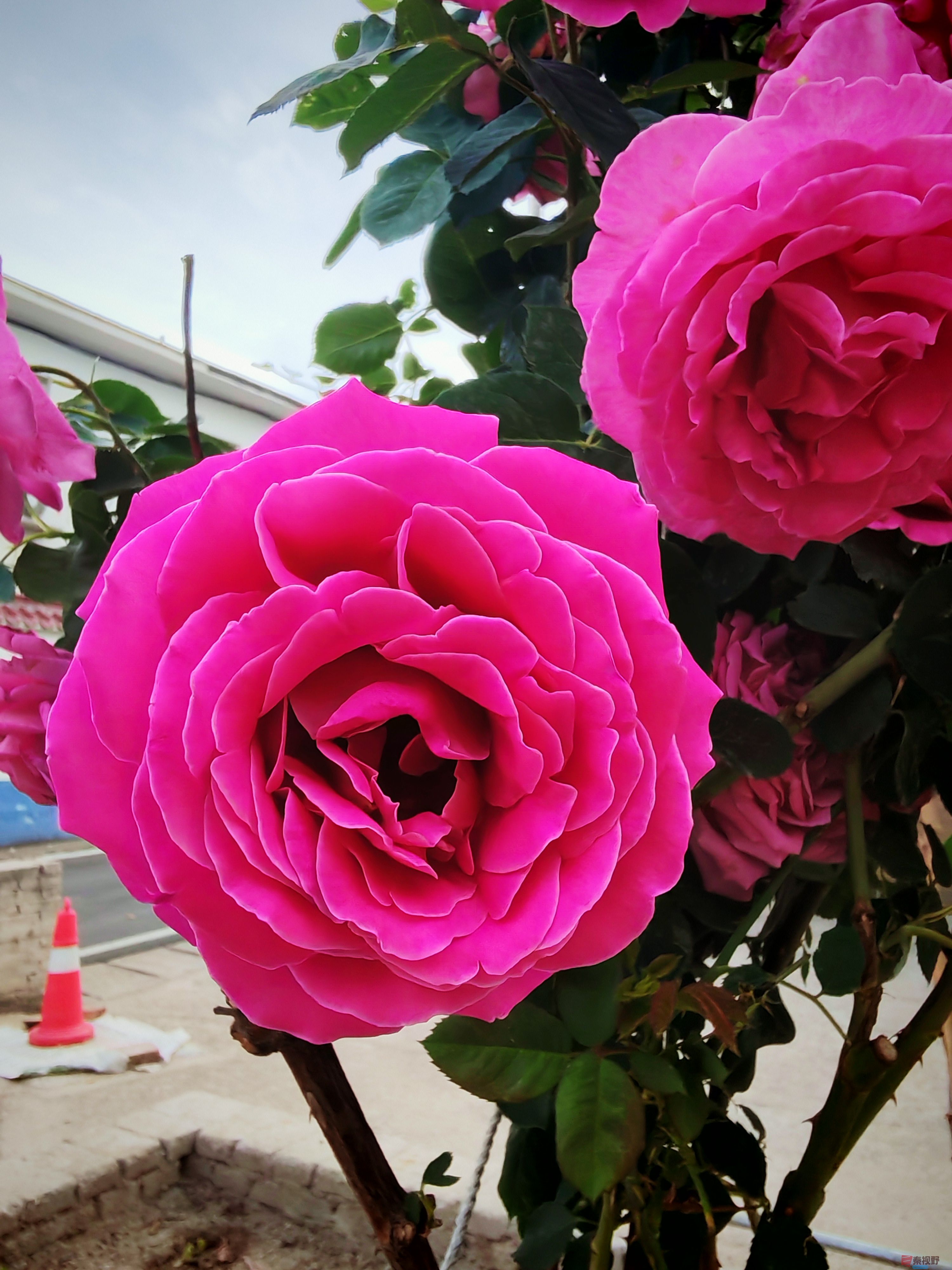 IMG_20250514_172919.jpg