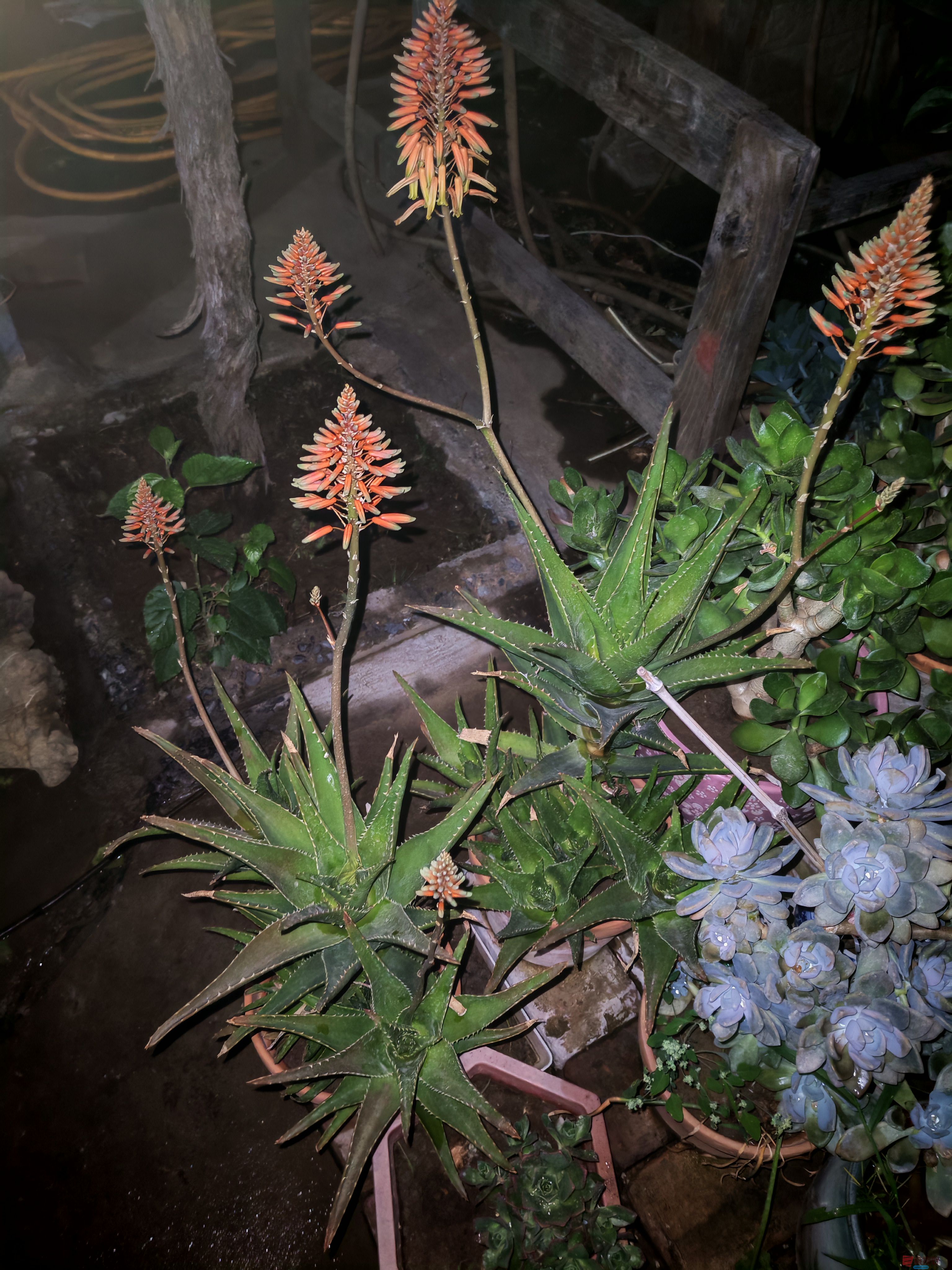 IMG_20250505_203015.jpg