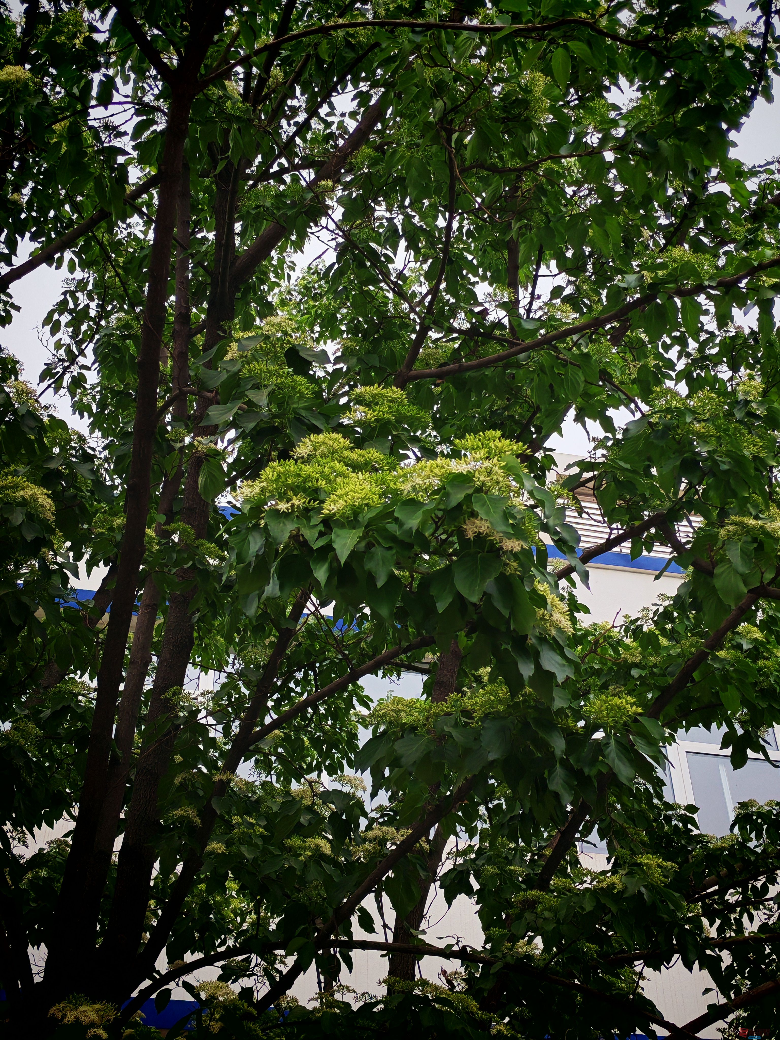 长了40年的油树