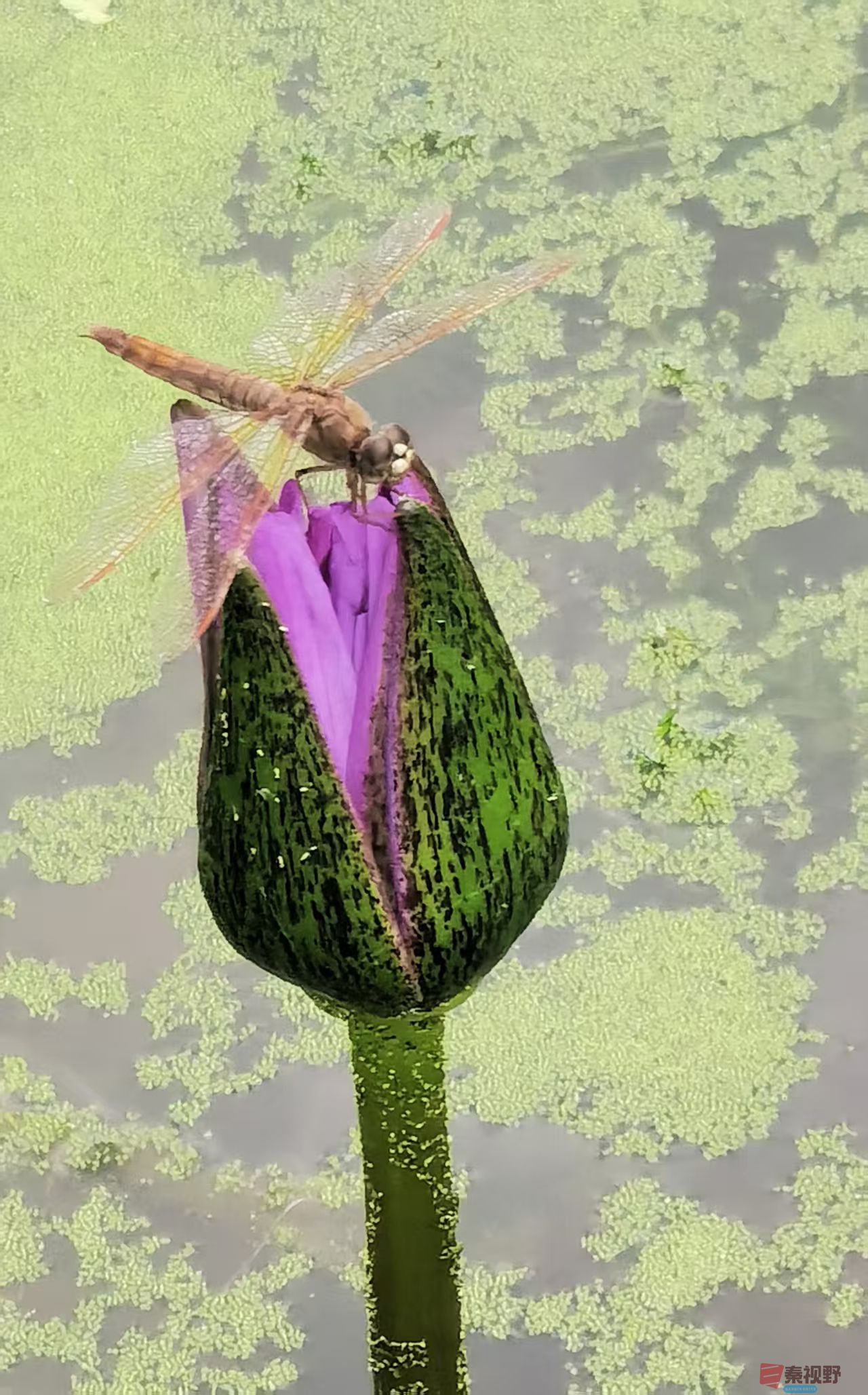 小荷才露尖尖角  早有蜻蜓立上头【摄影王耀林】