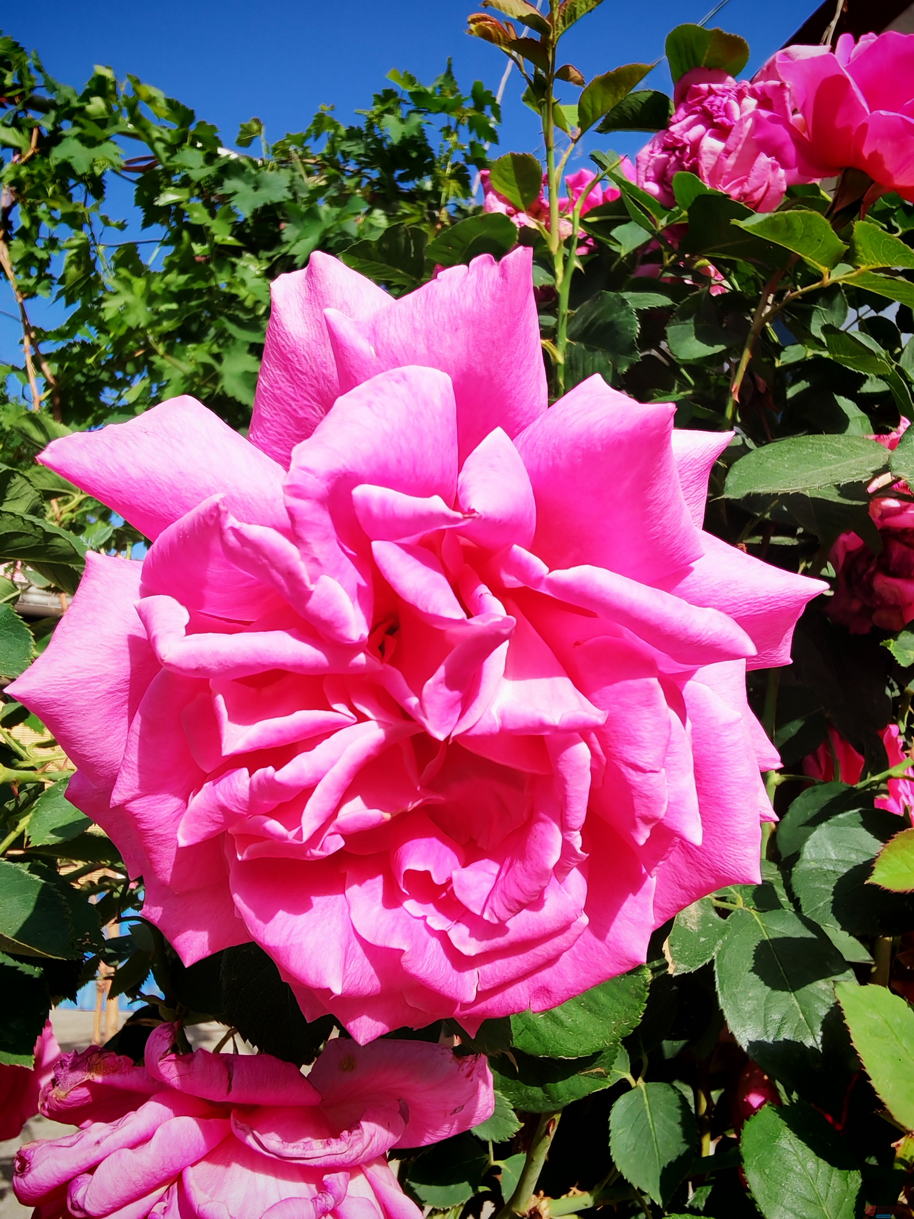 IMG_20250516_081415.jpg