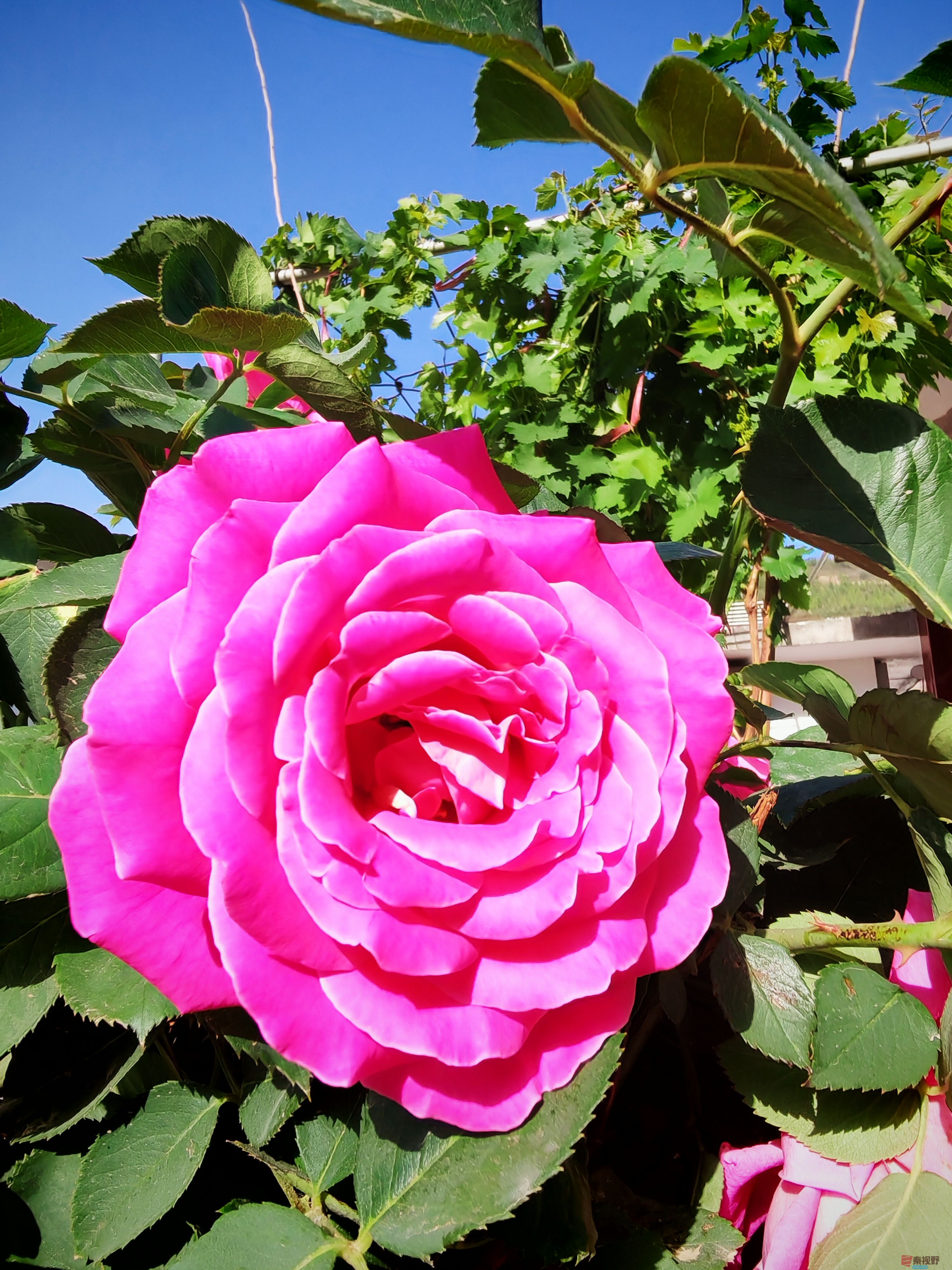 IMG_20250516_081420.jpg