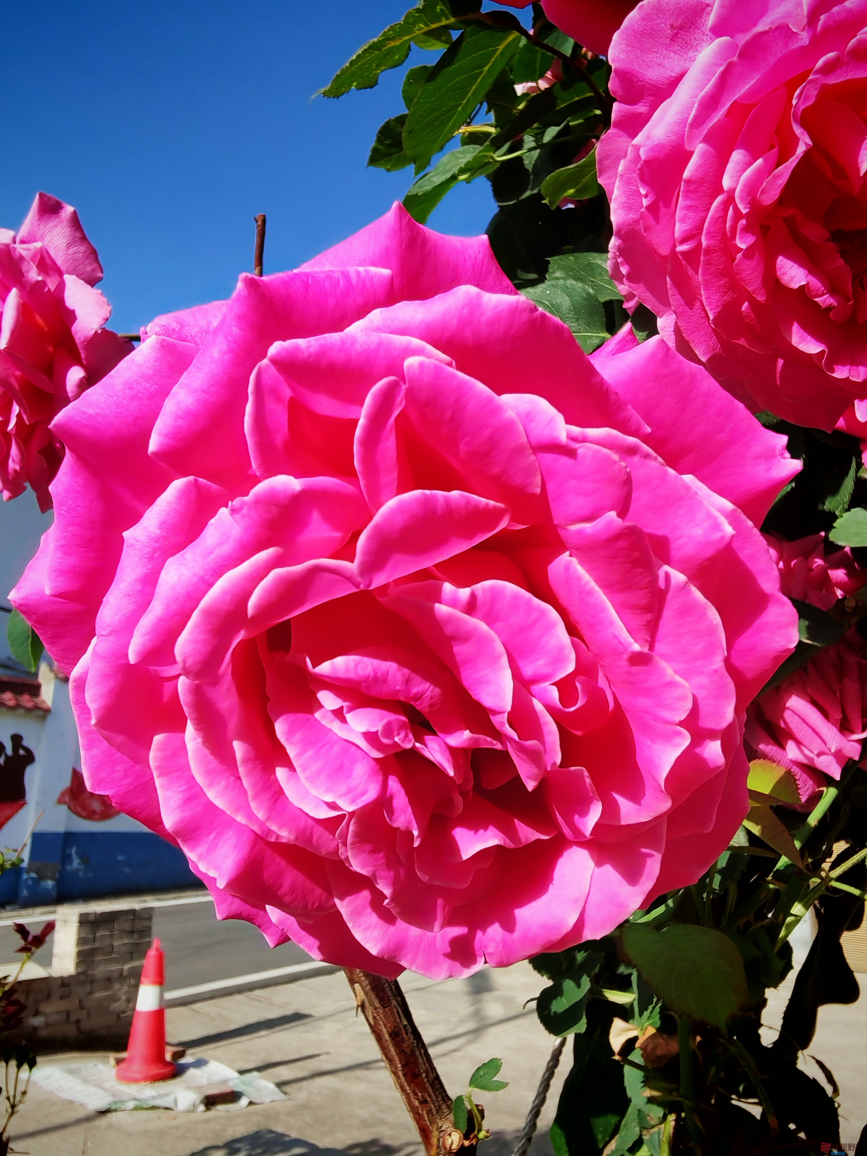 IMG_20250516_081431.jpg
