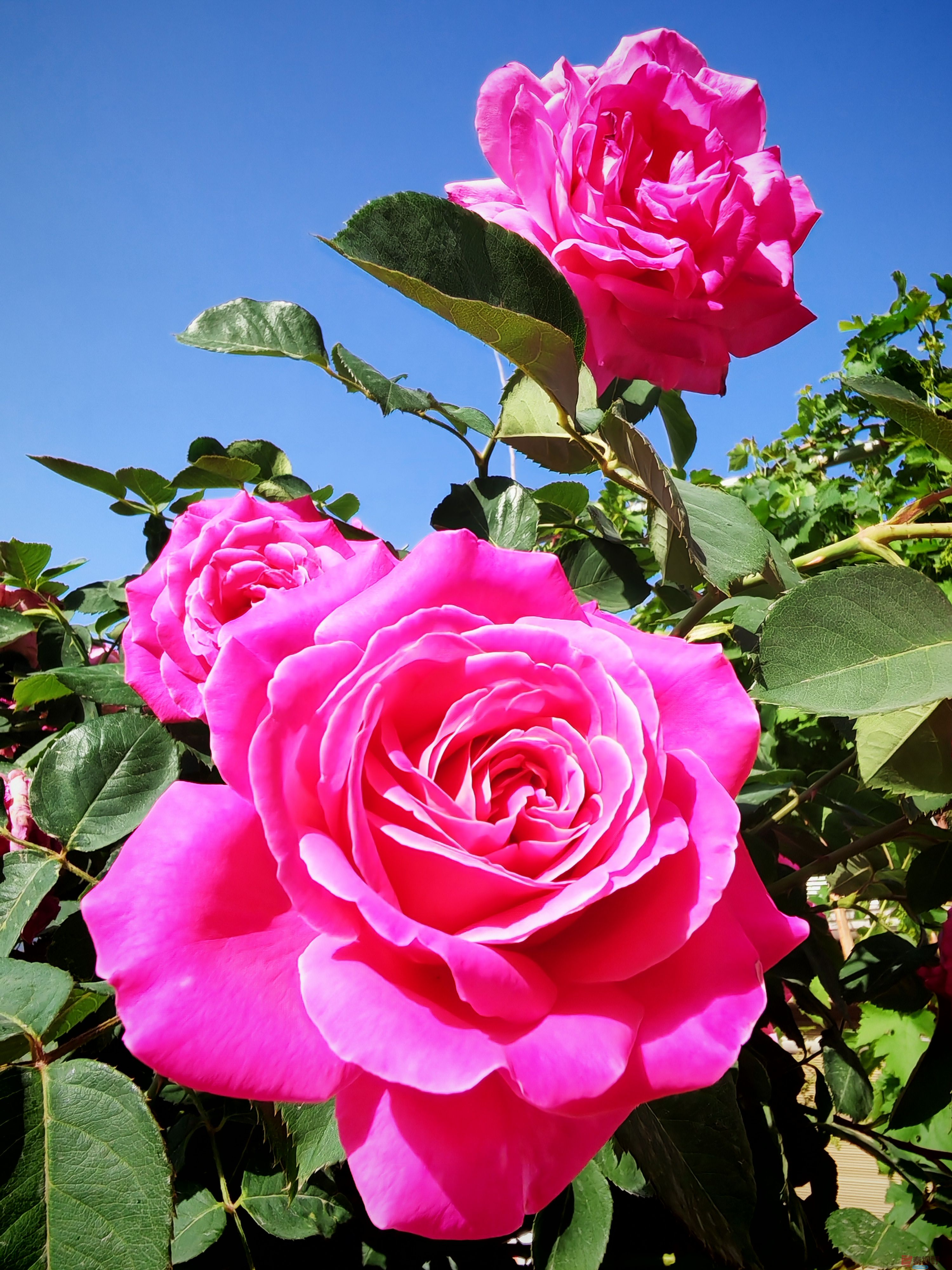 IMG_20250516_081447.jpg