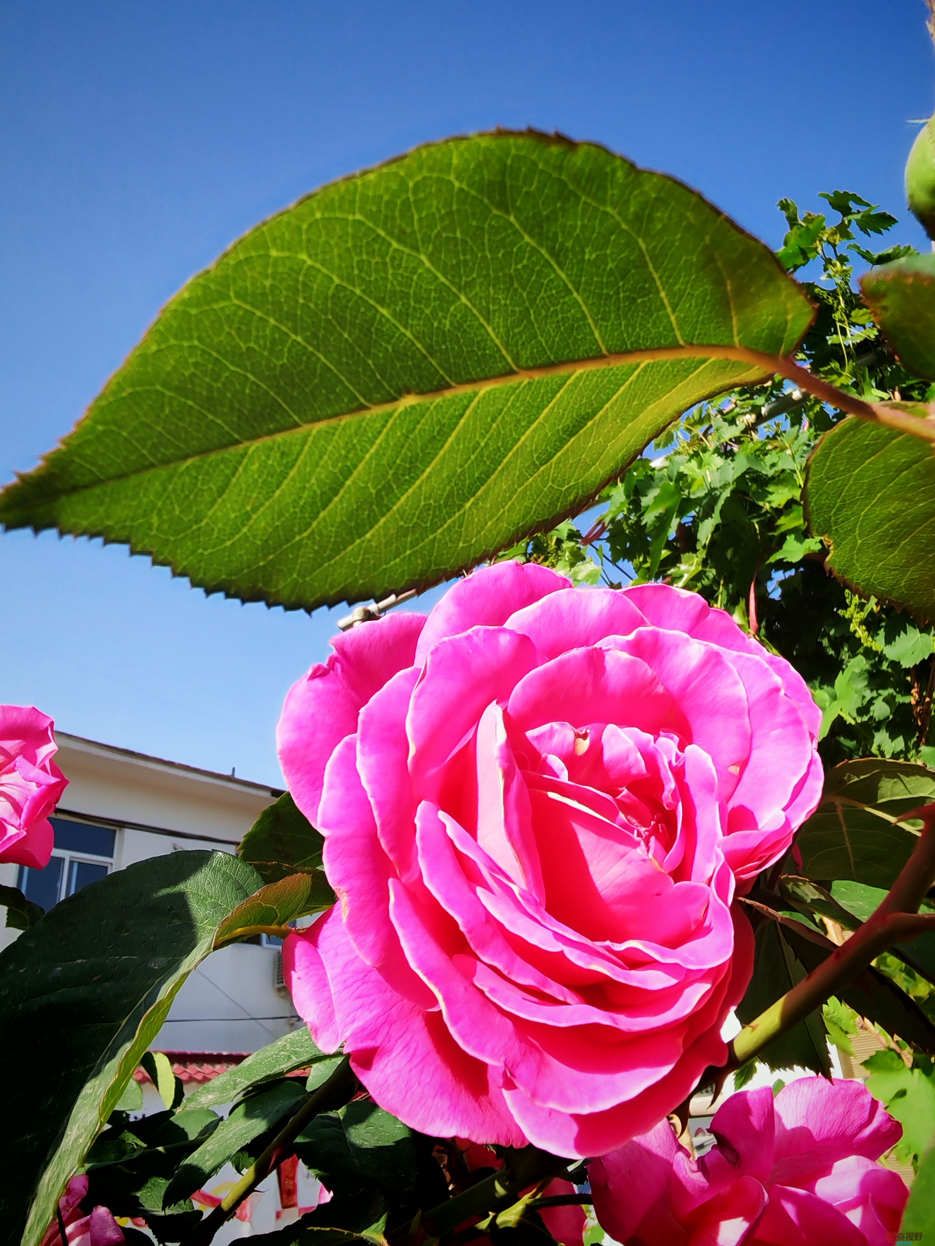 IMG_20250516_081501.jpg