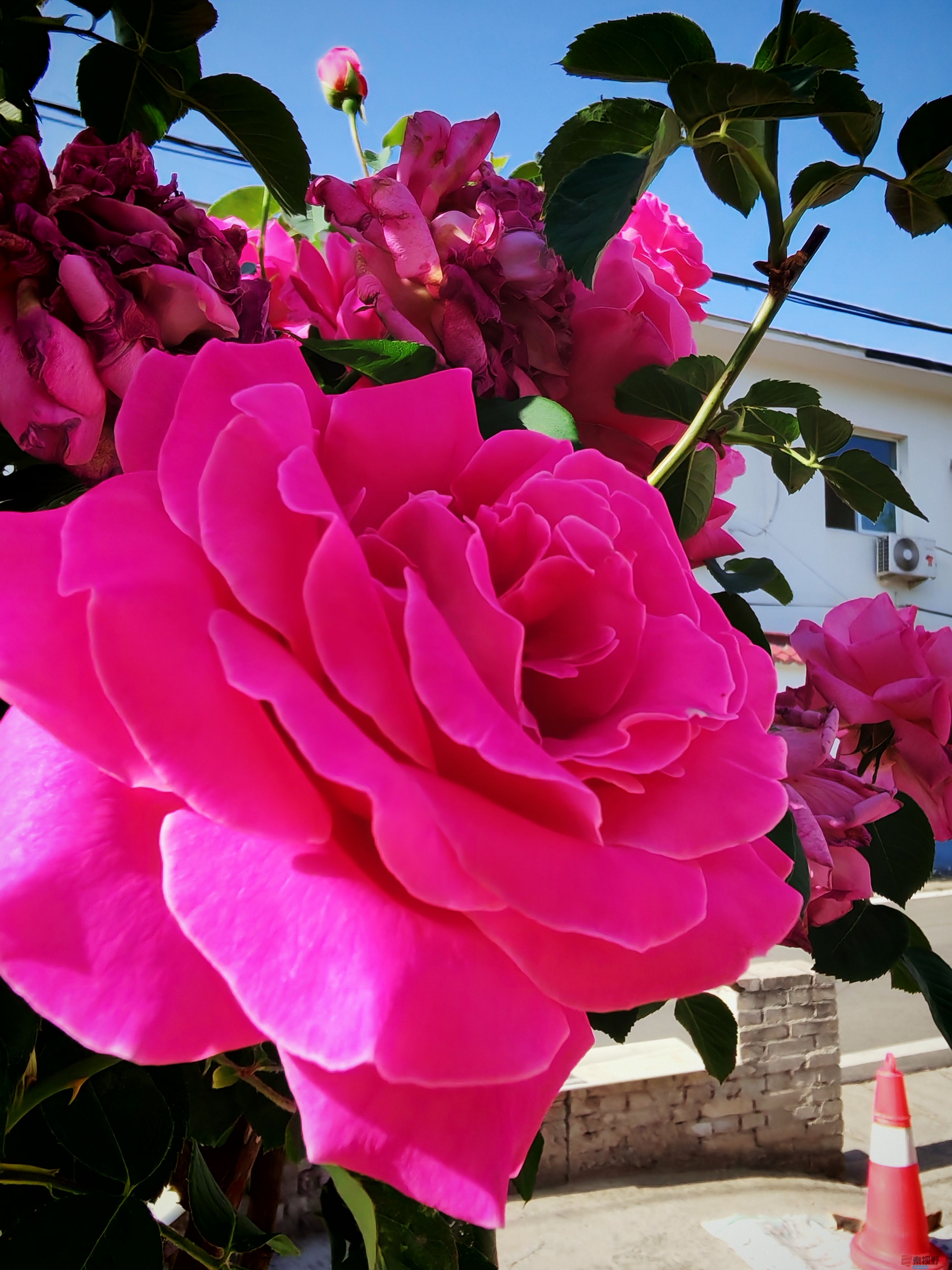 IMG_20250516_081521.jpg