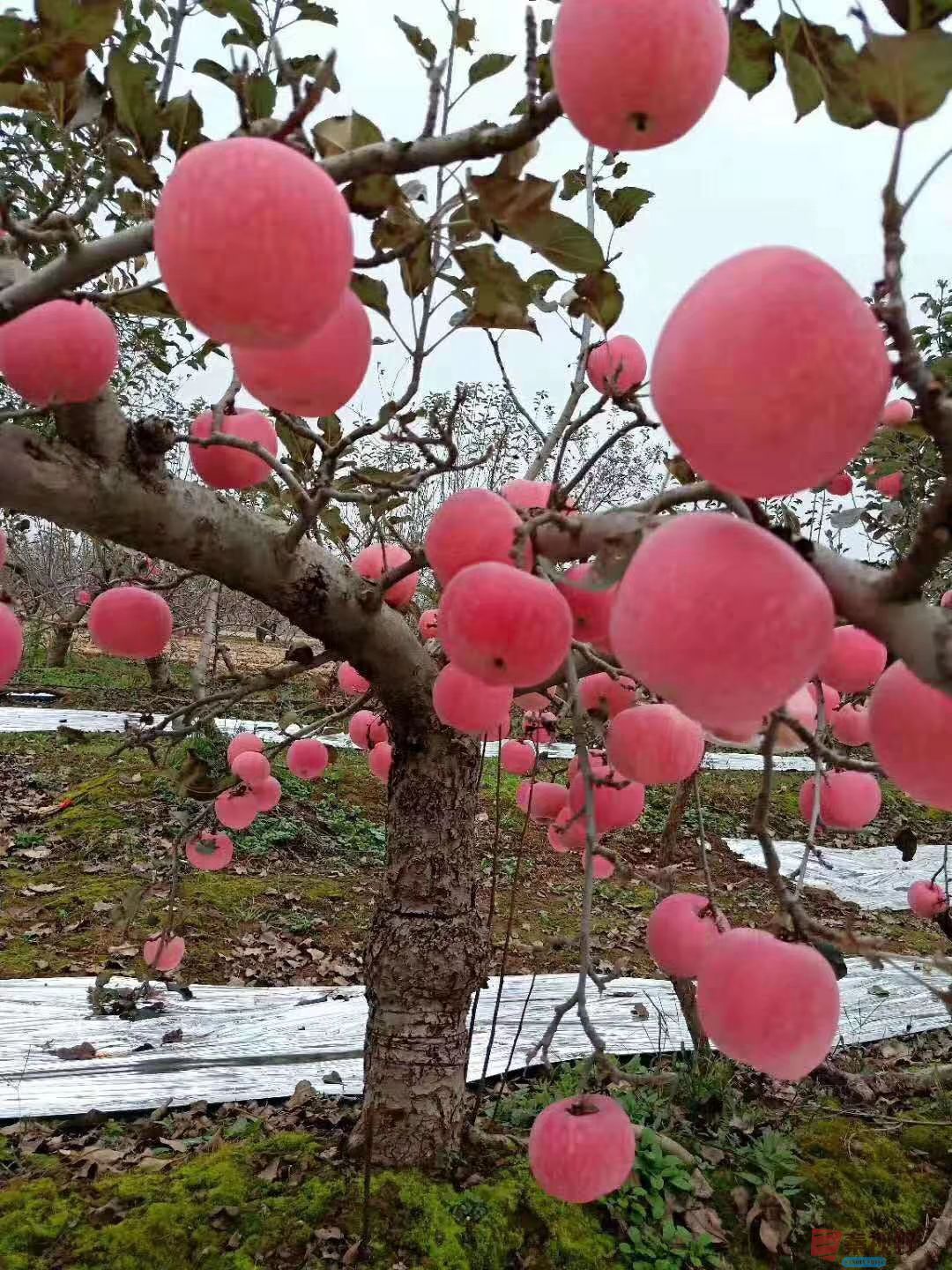 铜川王家河的冰糖心苹果，甜得没有办法比喻了【摄影周春辉】