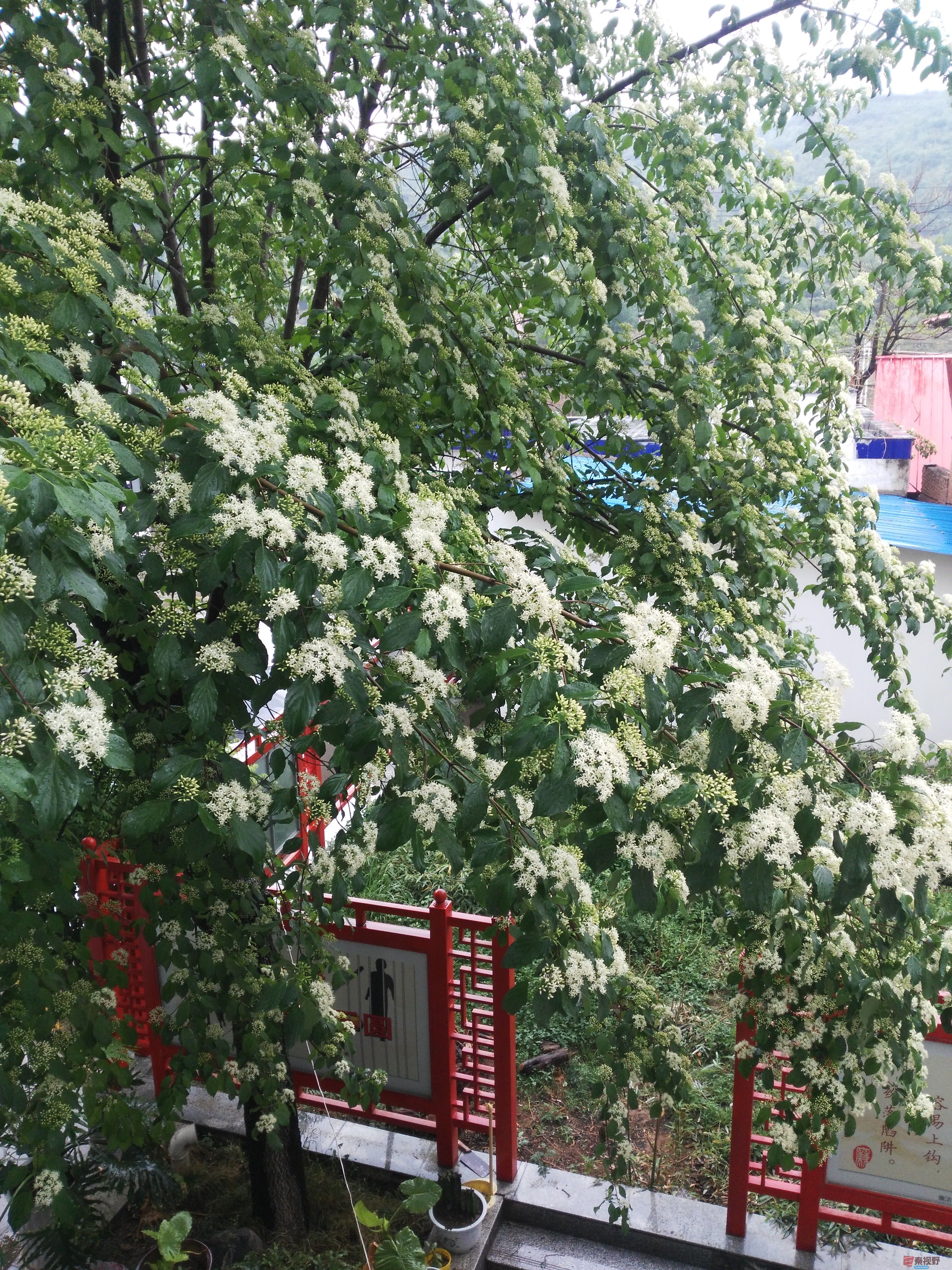 IMG_20170514_142528.jpg