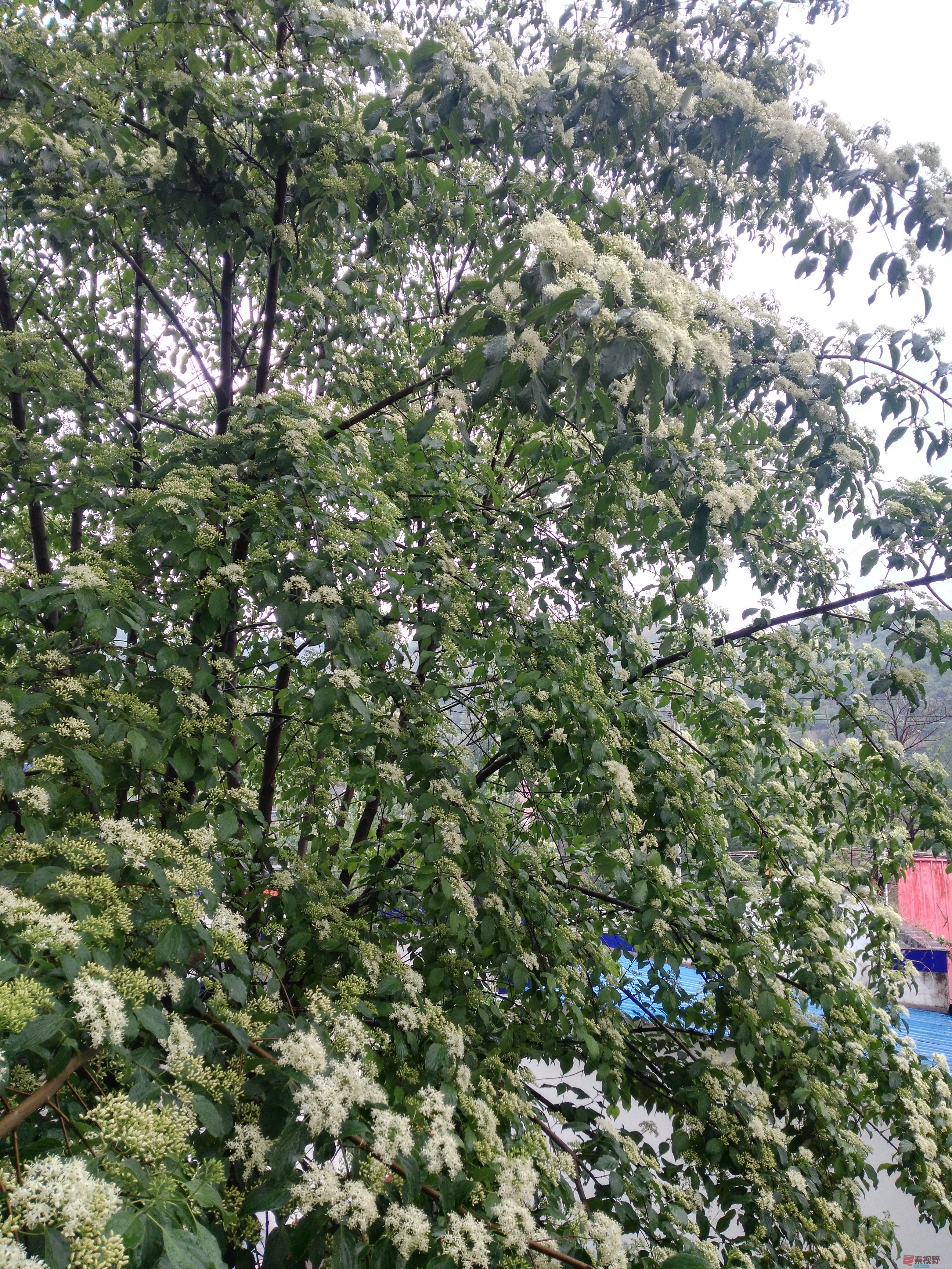IMG_20170514_142643.jpg