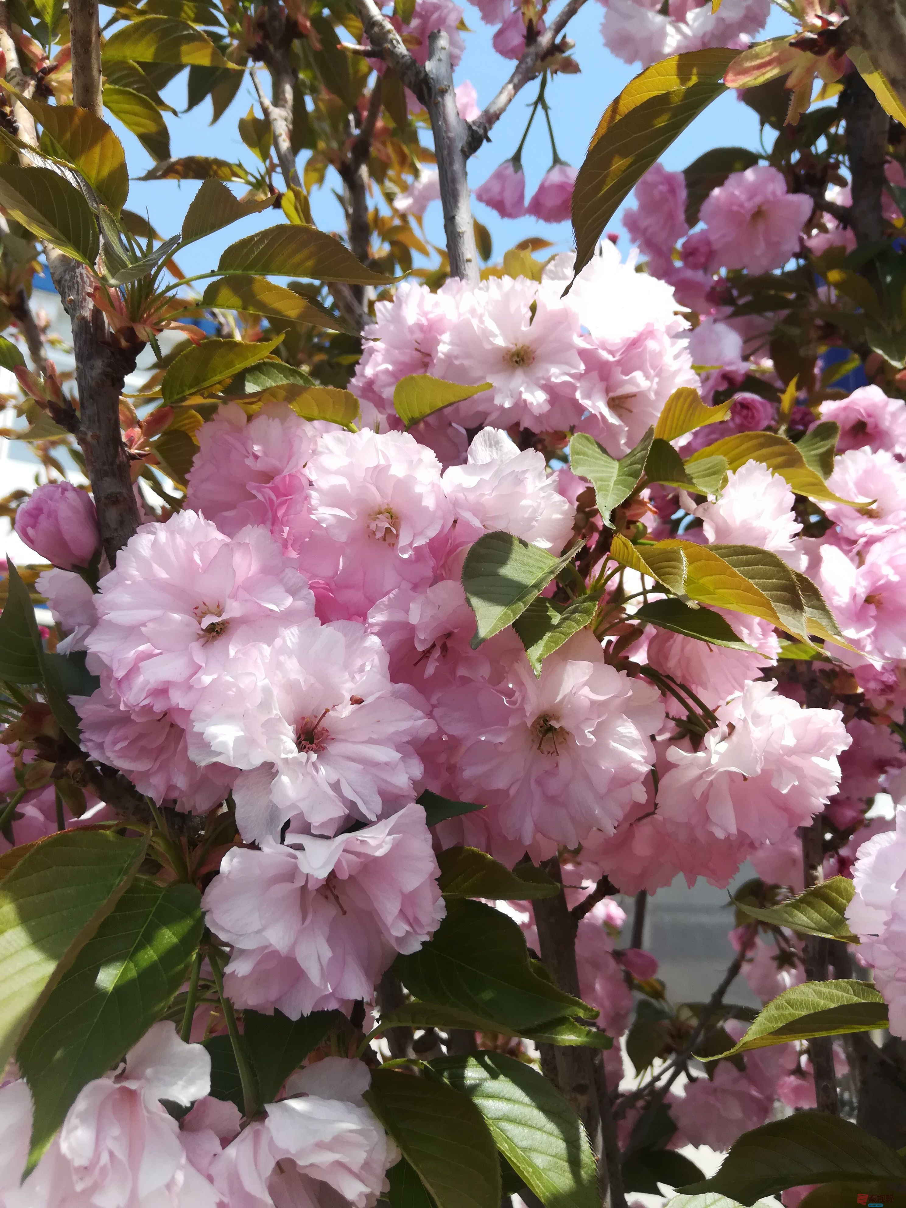 IMG_20190415_120101.jpg
