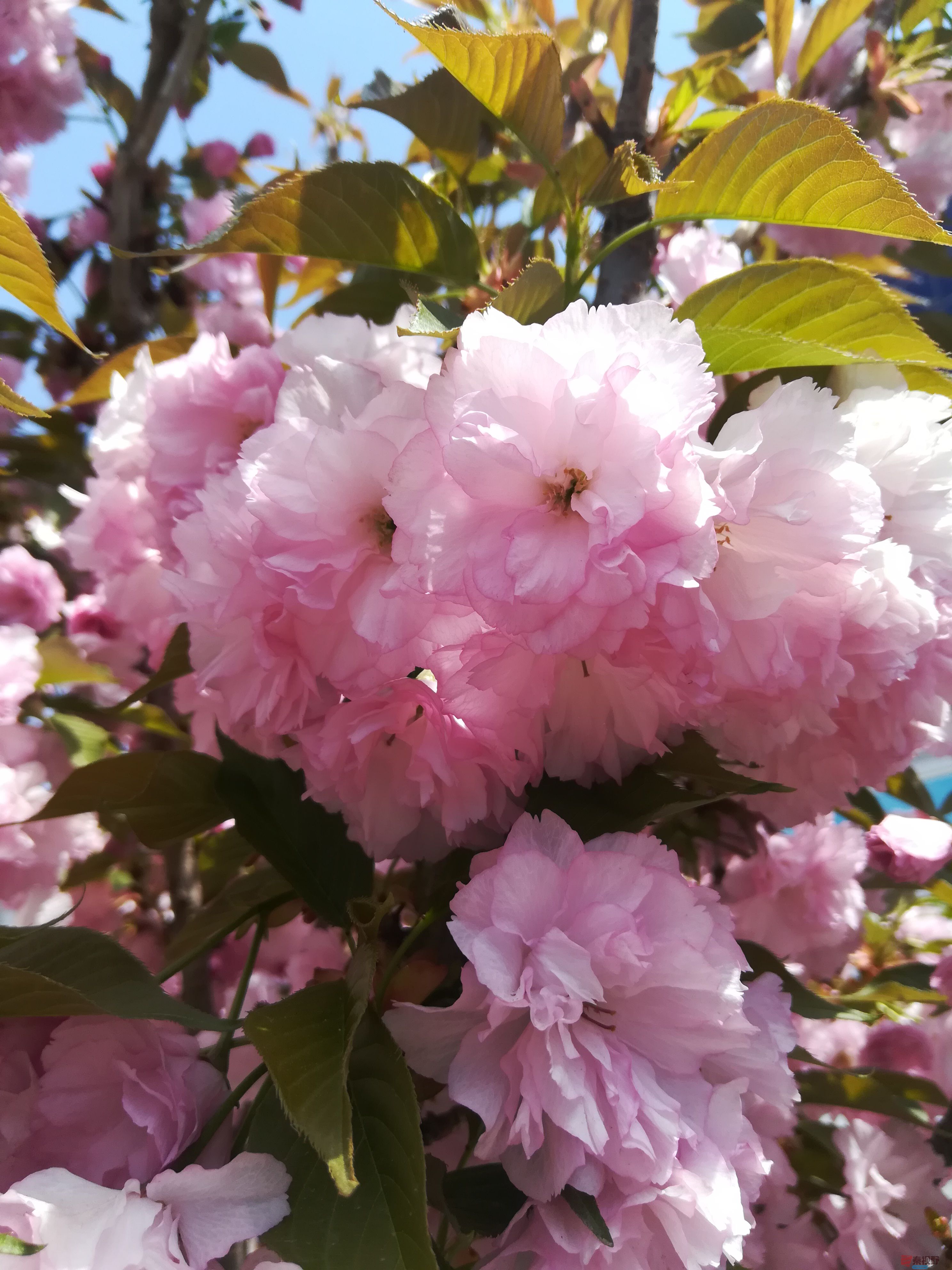 IMG_20190415_120107.jpg