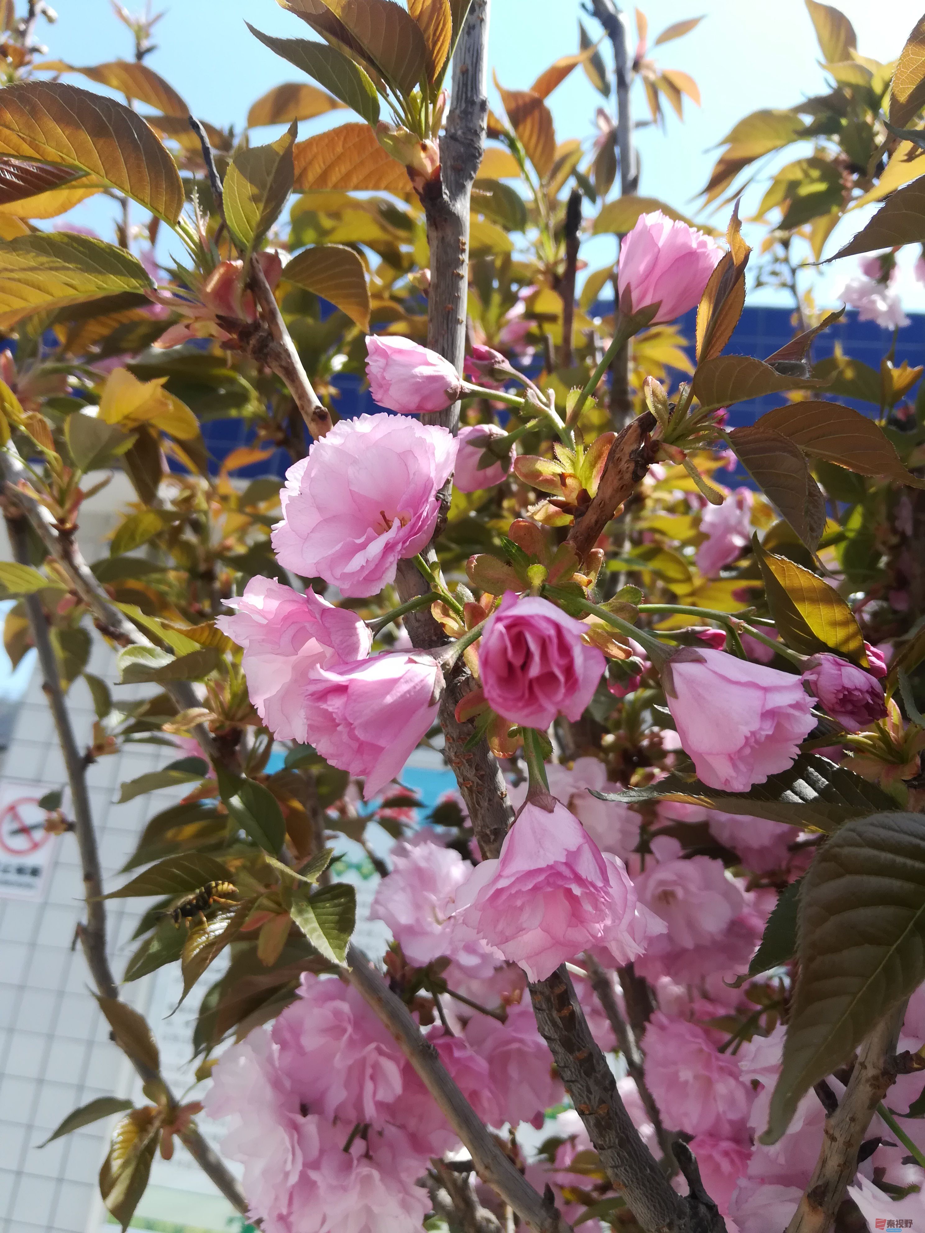 粉色樱花挂枝头    正是踏青好时节（1）【摄影周春辉】