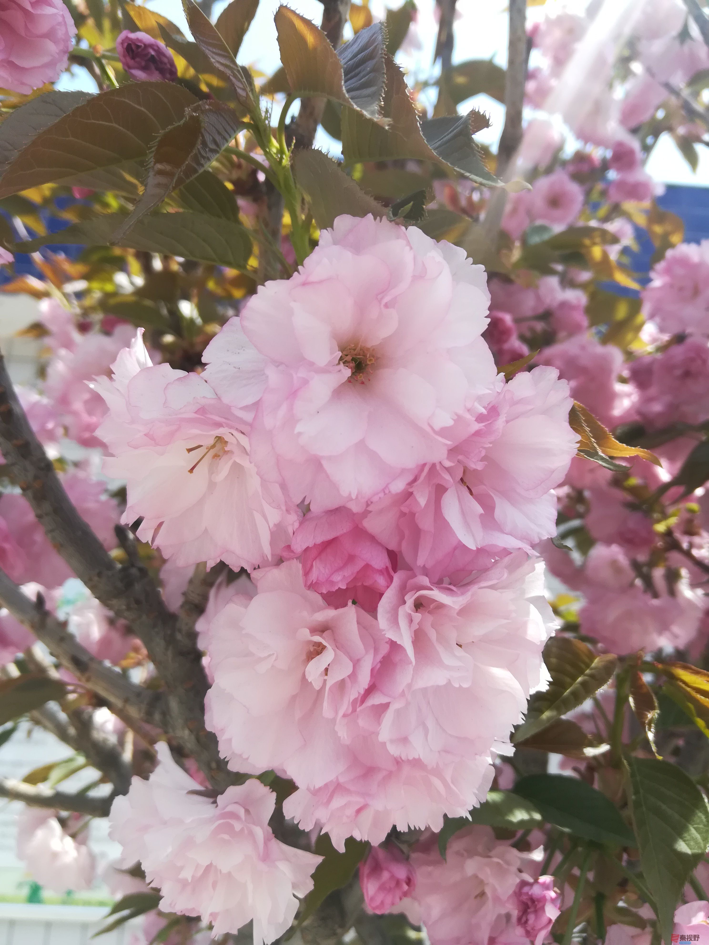 IMG_20190415_120129.jpg