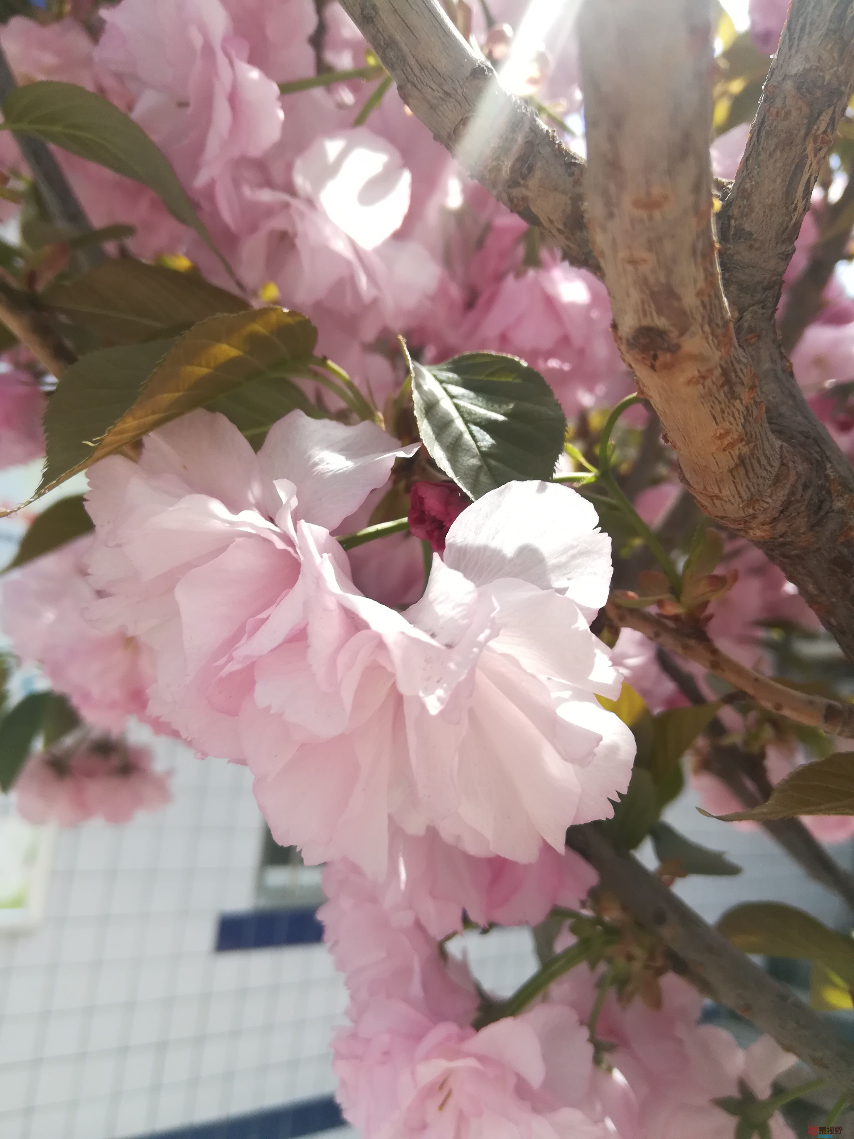 IMG_20190415_120132.jpg