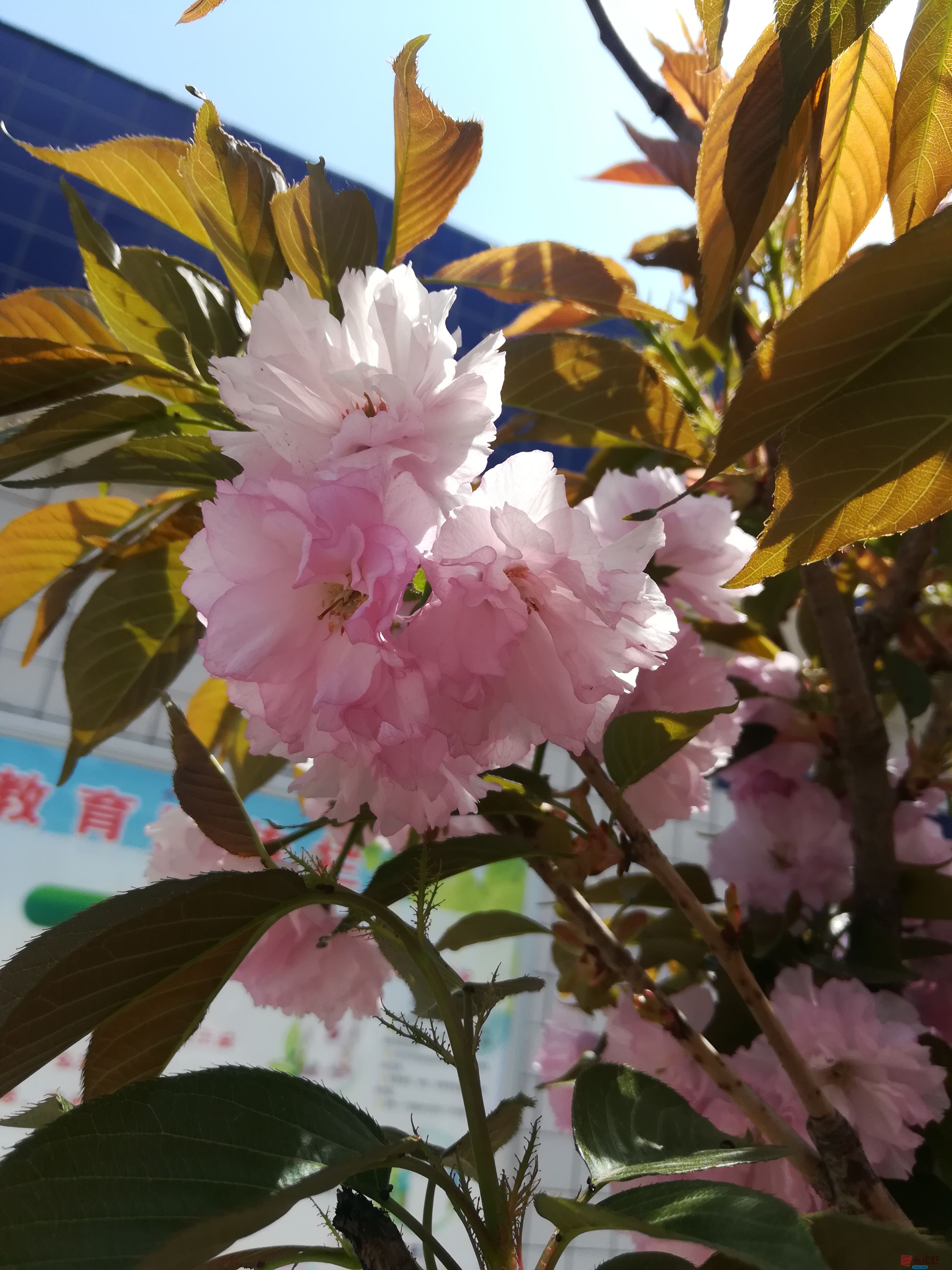 IMG_20190415_120140.jpg