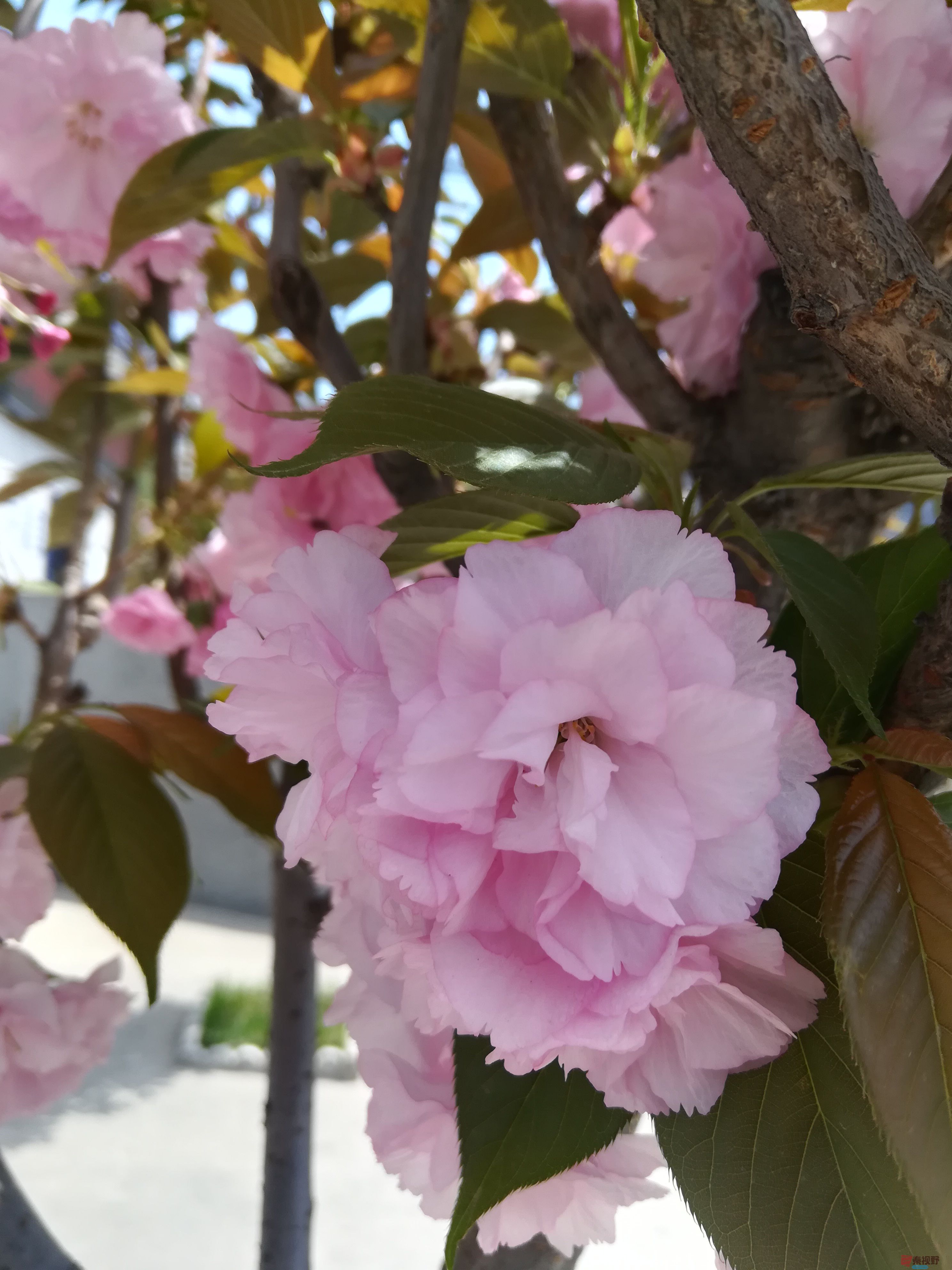 IMG_20190415_120203.jpg