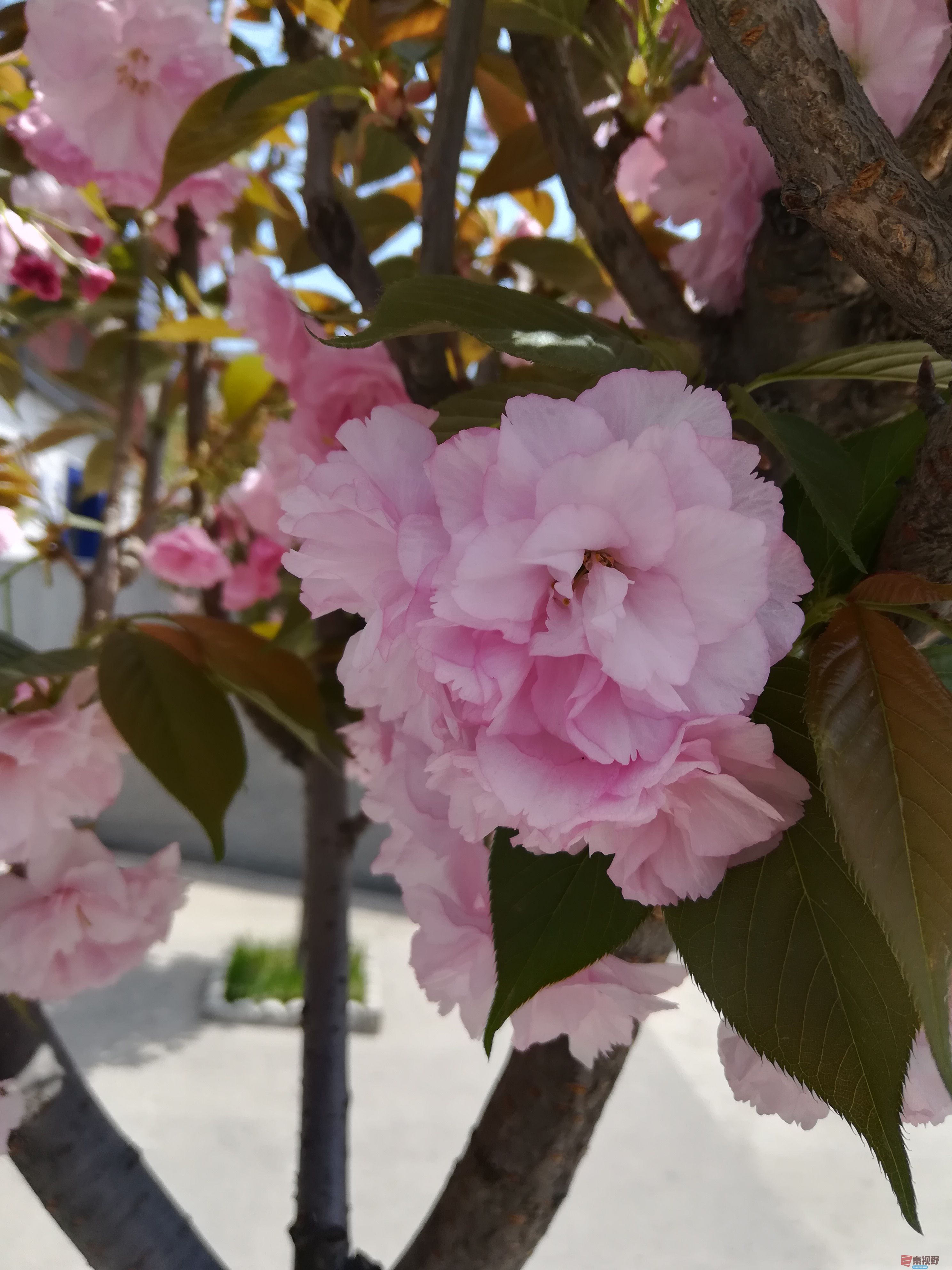 IMG_20190415_120205.jpg
