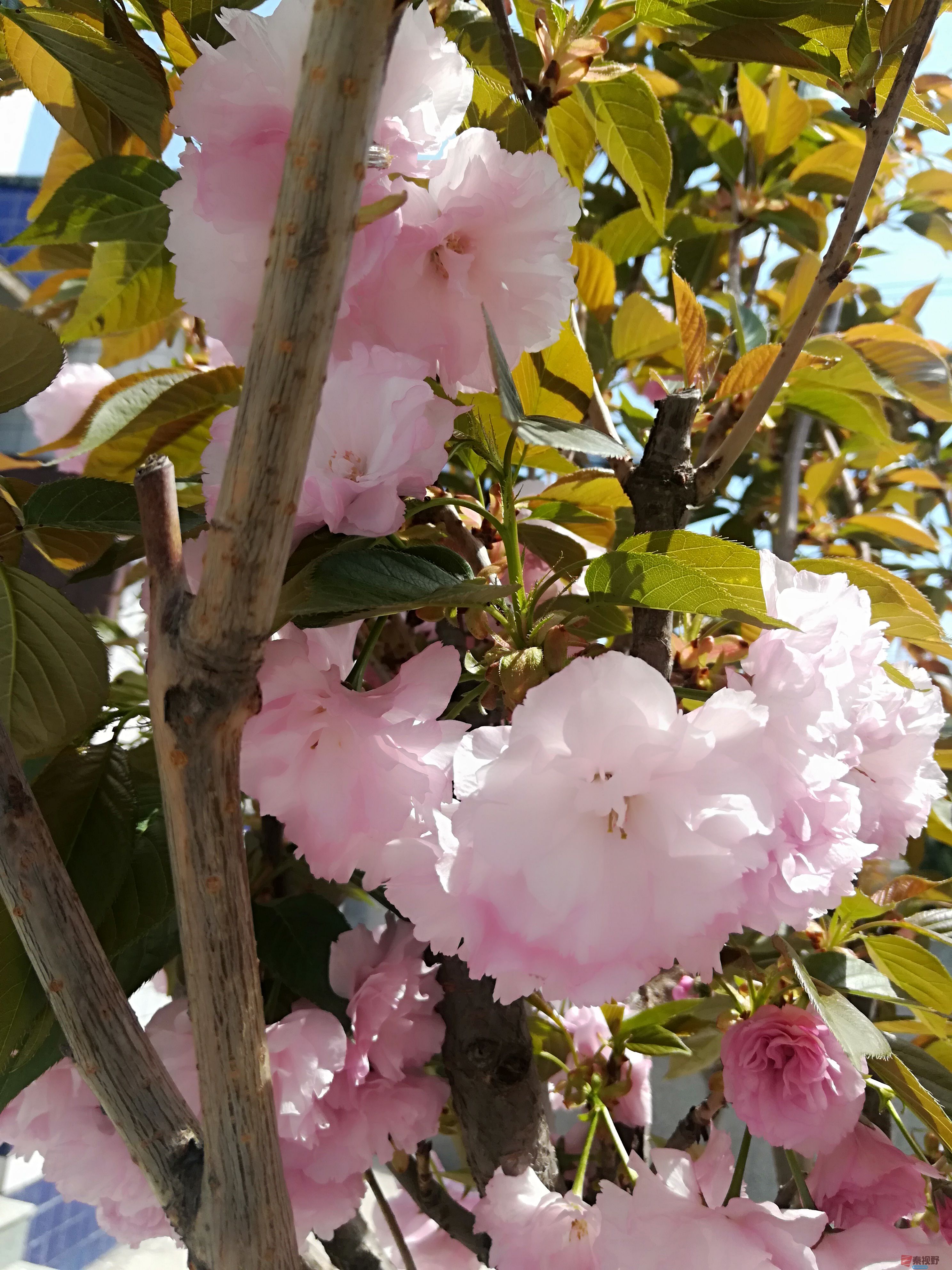 IMG_20190415_120211.jpg