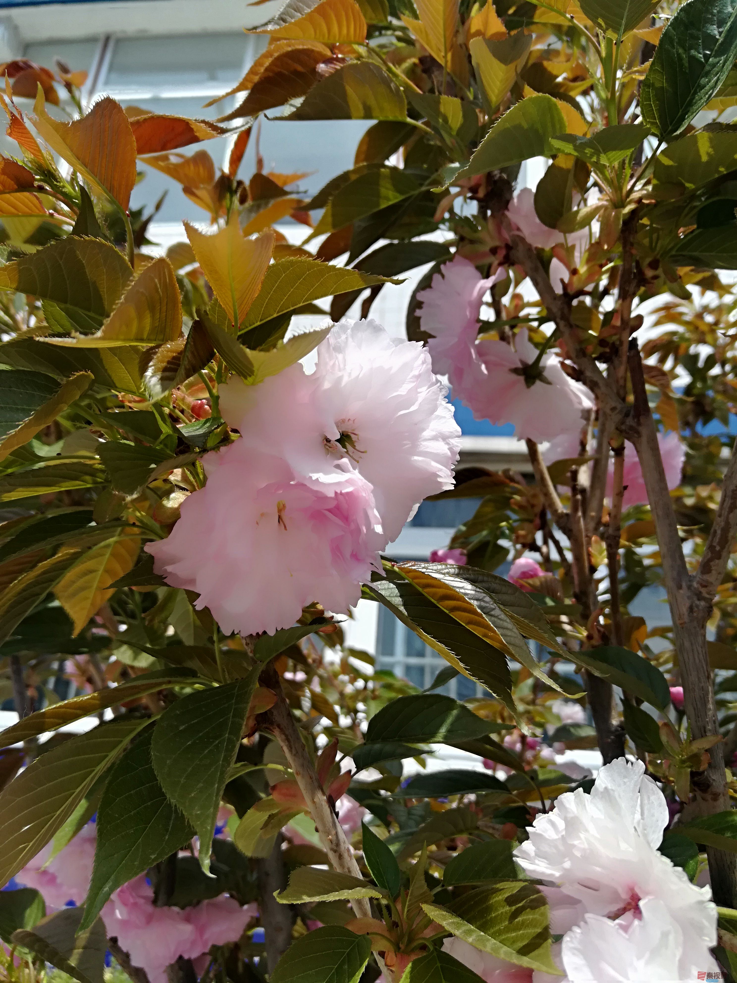 IMG_20190415_120233.jpg