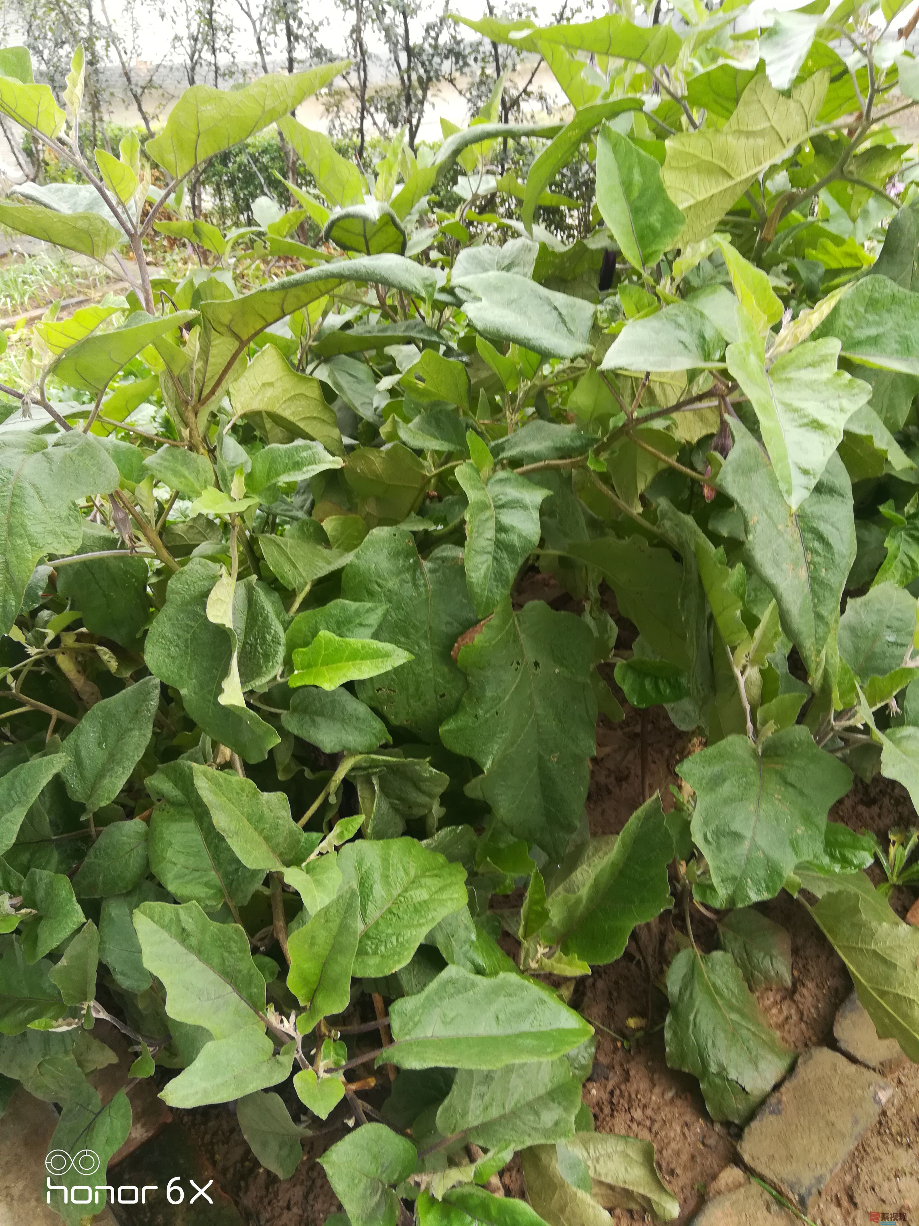 IMG_20191006_123354.jpg