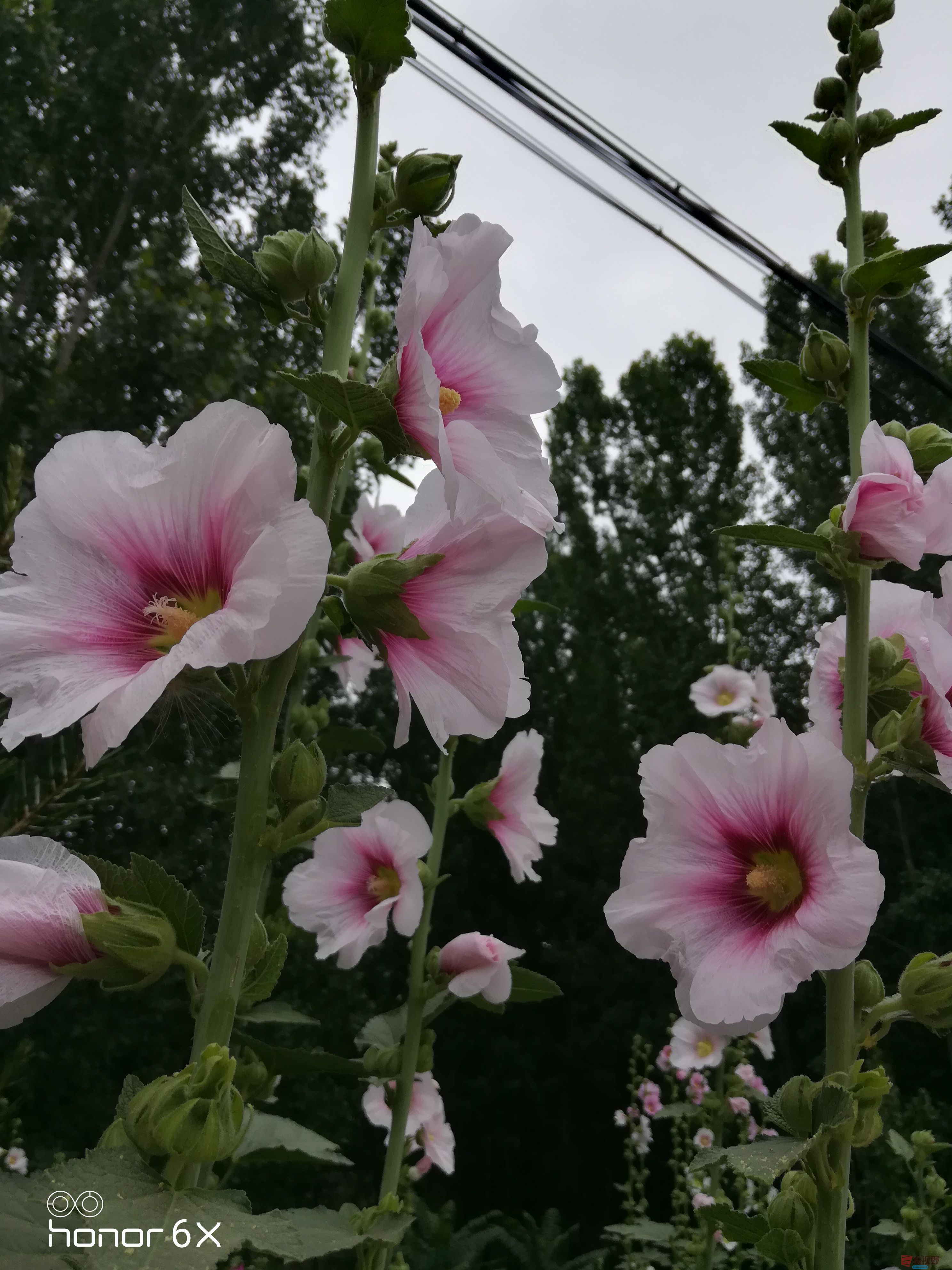 IMG_20190619_075136.jpg