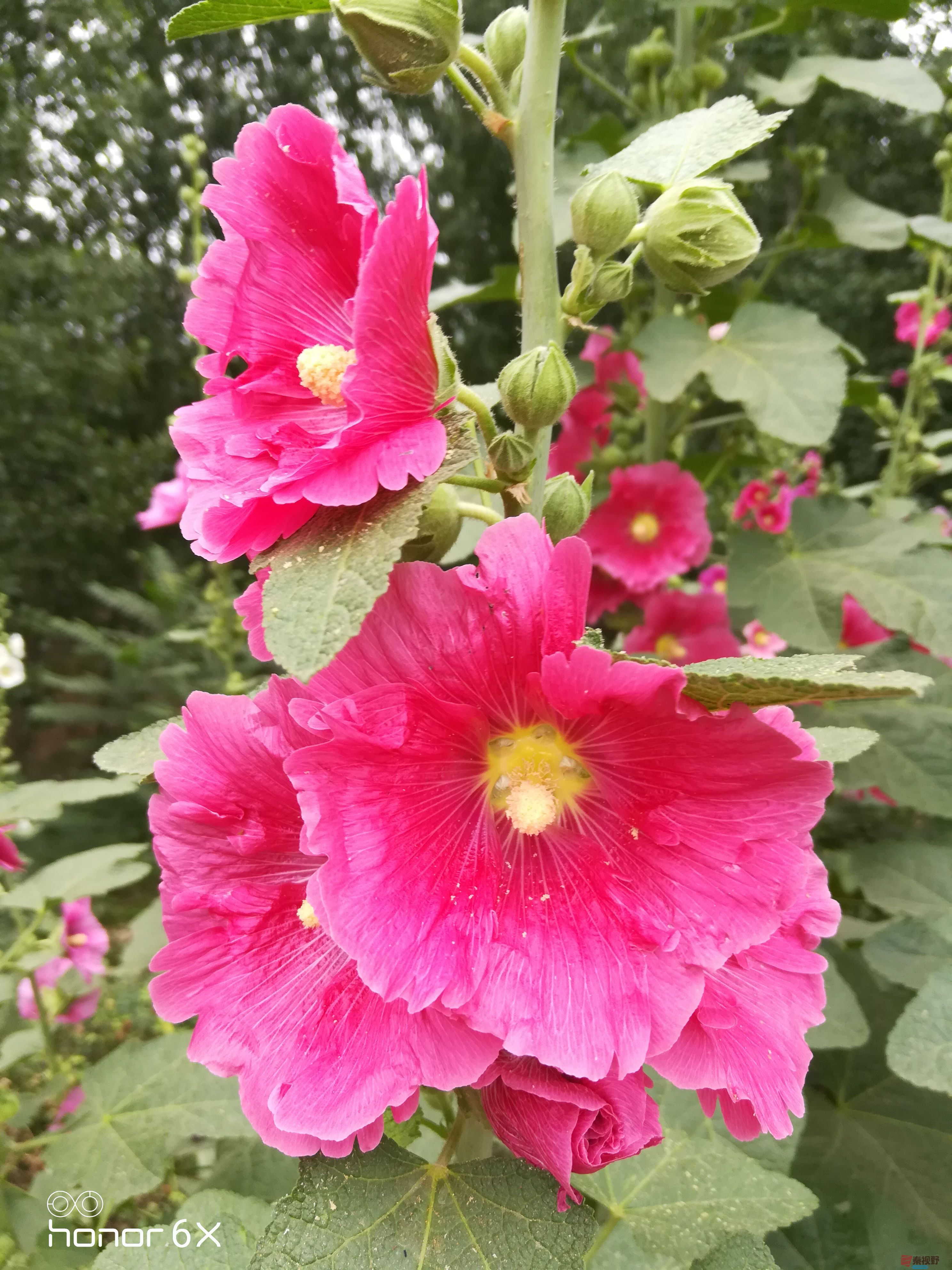 IMG_20190619_075144.jpg