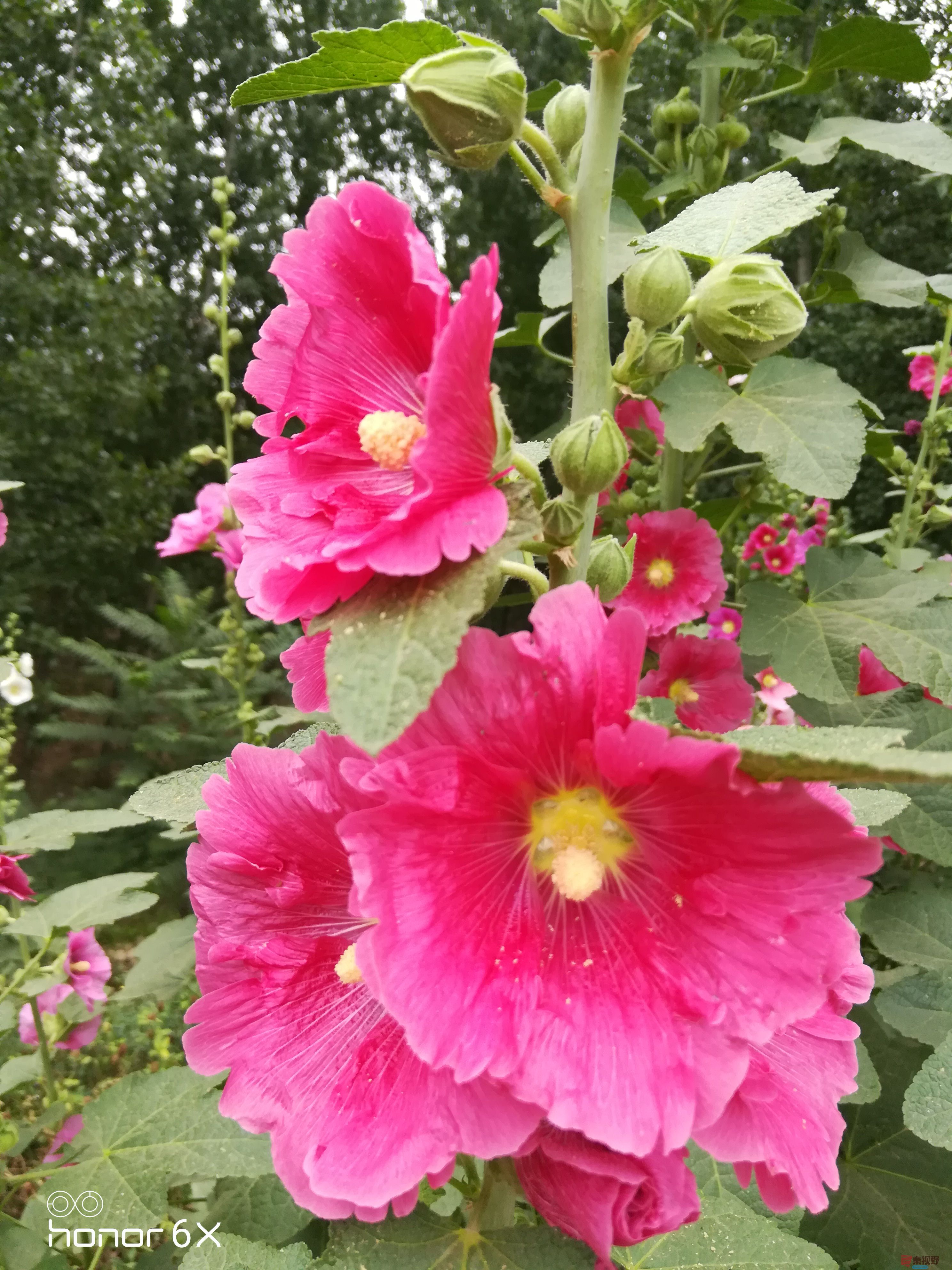 IMG_20190619_075146.jpg