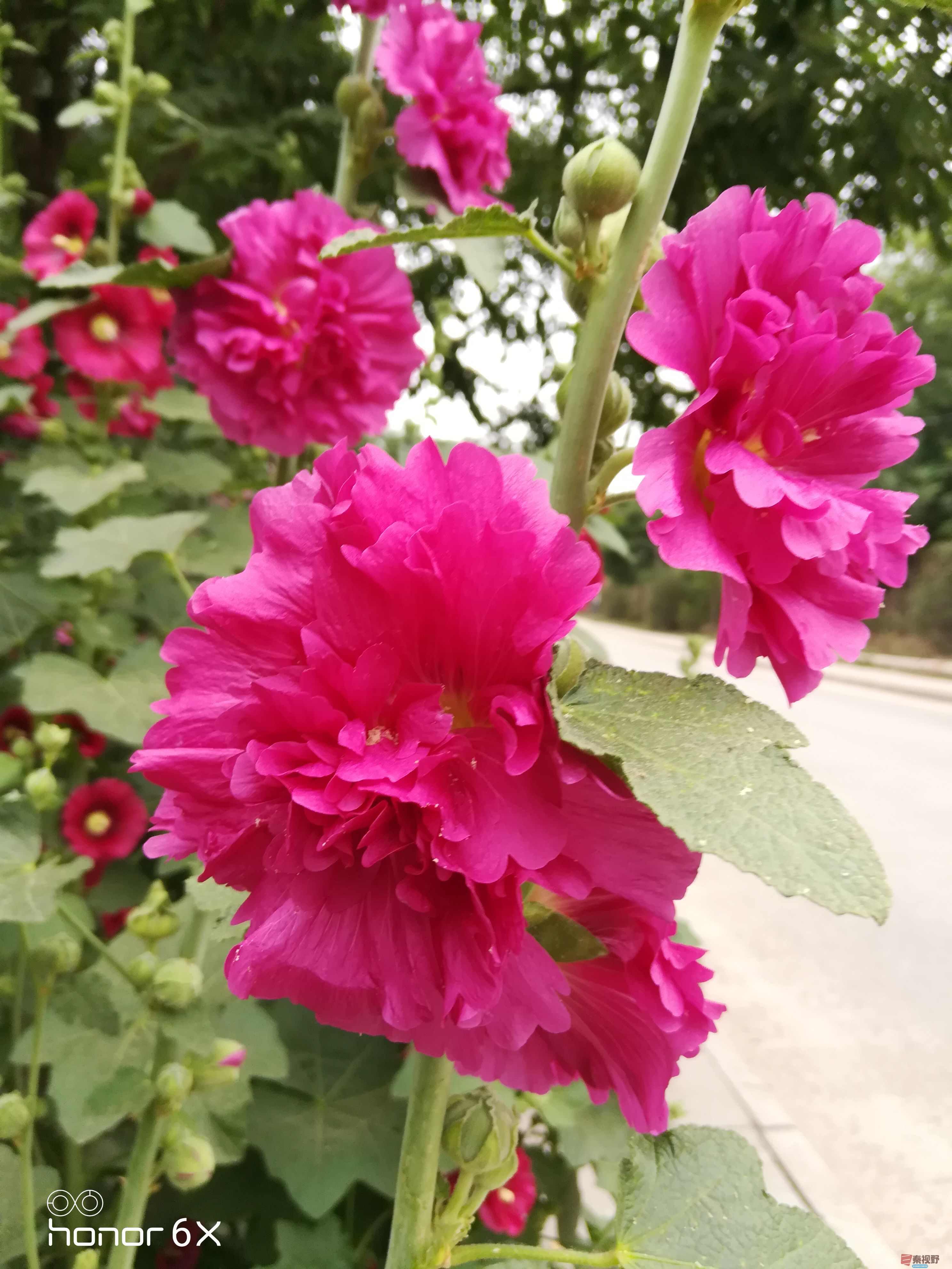 IMG_20190619_075149.jpg