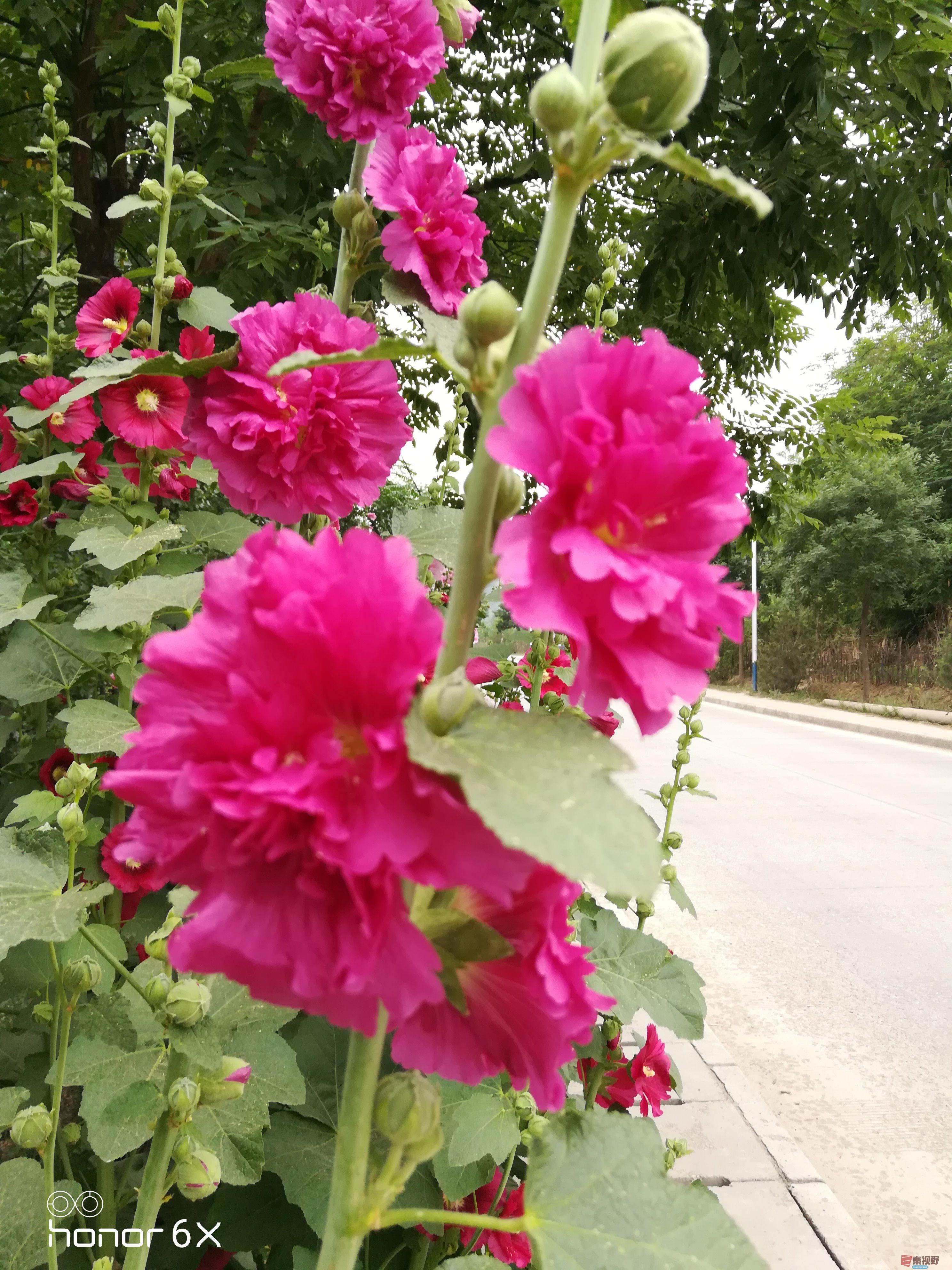 IMG_20190619_075151.jpg