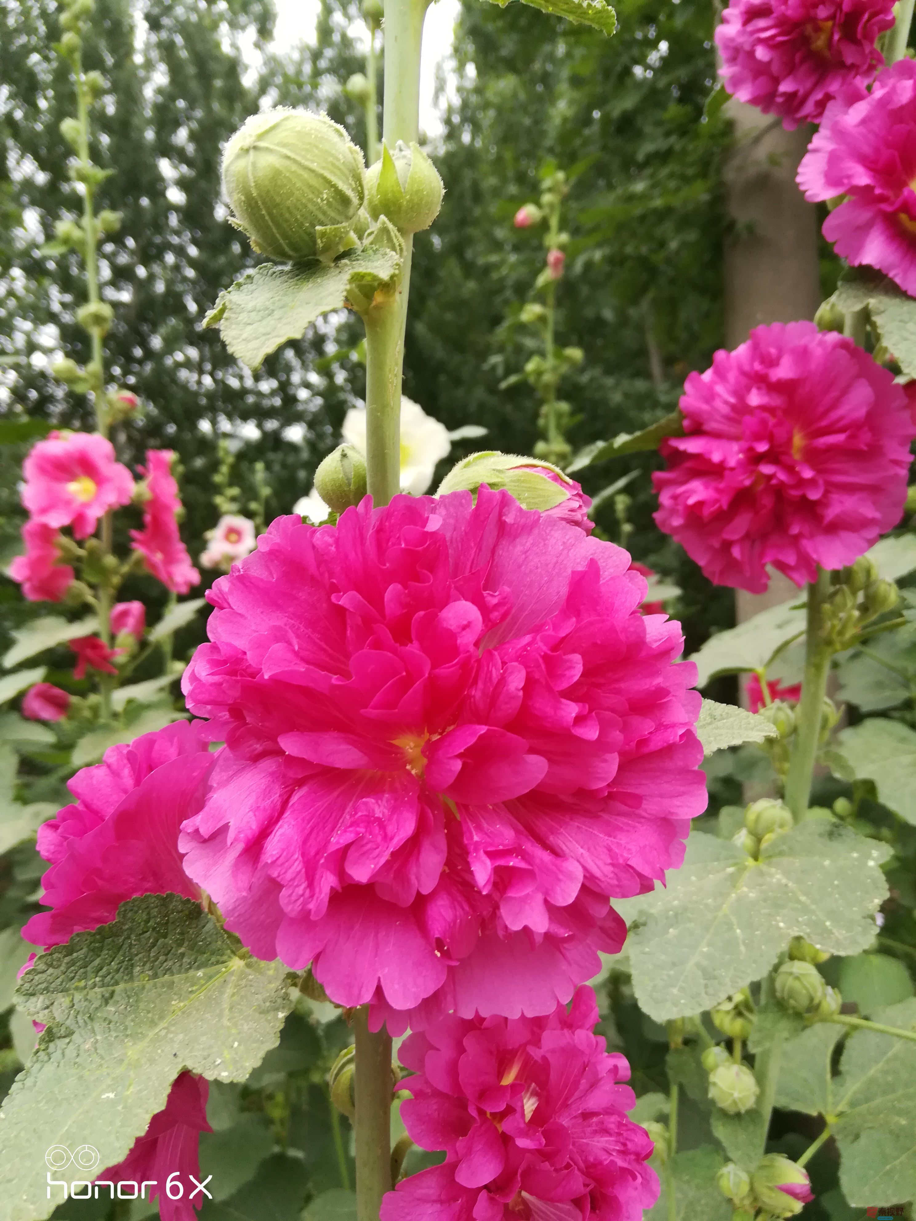 IMG_20190619_075153.jpg