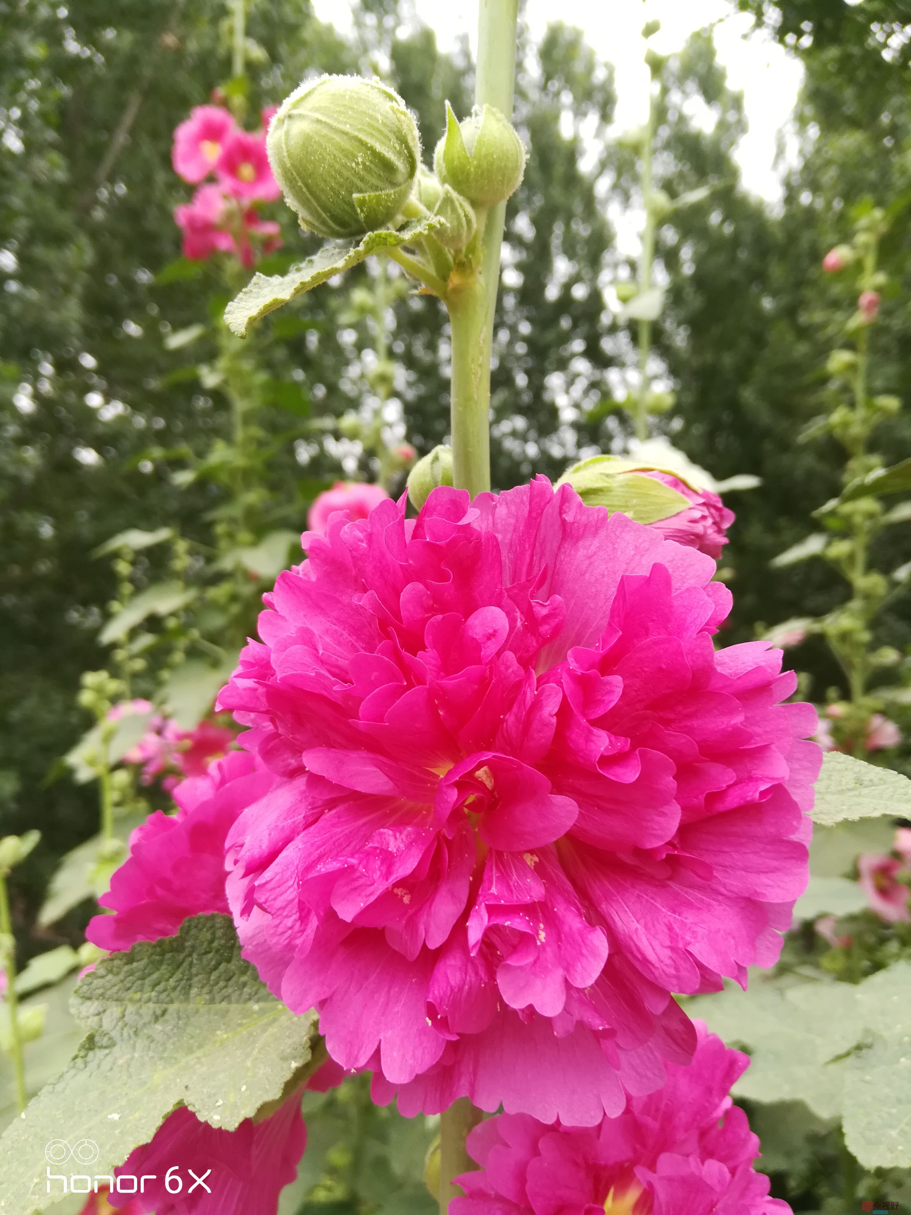 IMG_20190619_075158.jpg