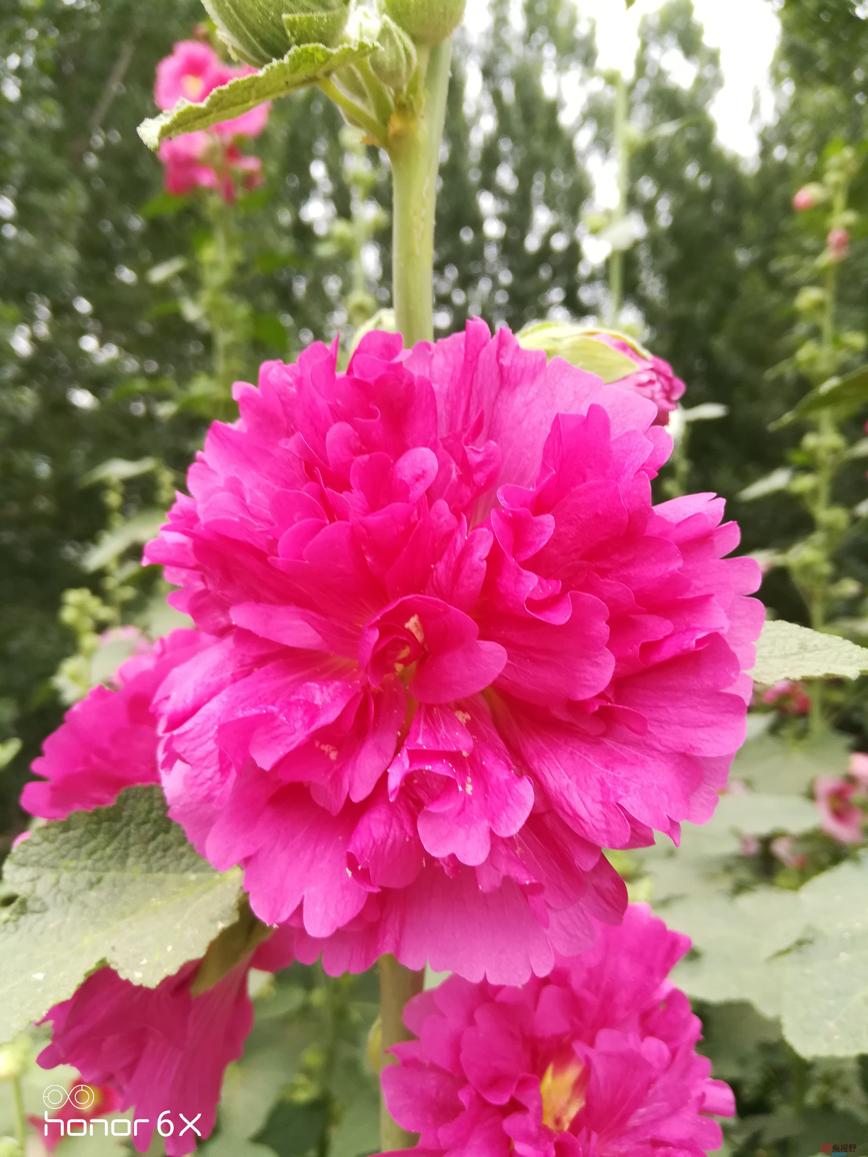 IMG_20190619_075200.jpg