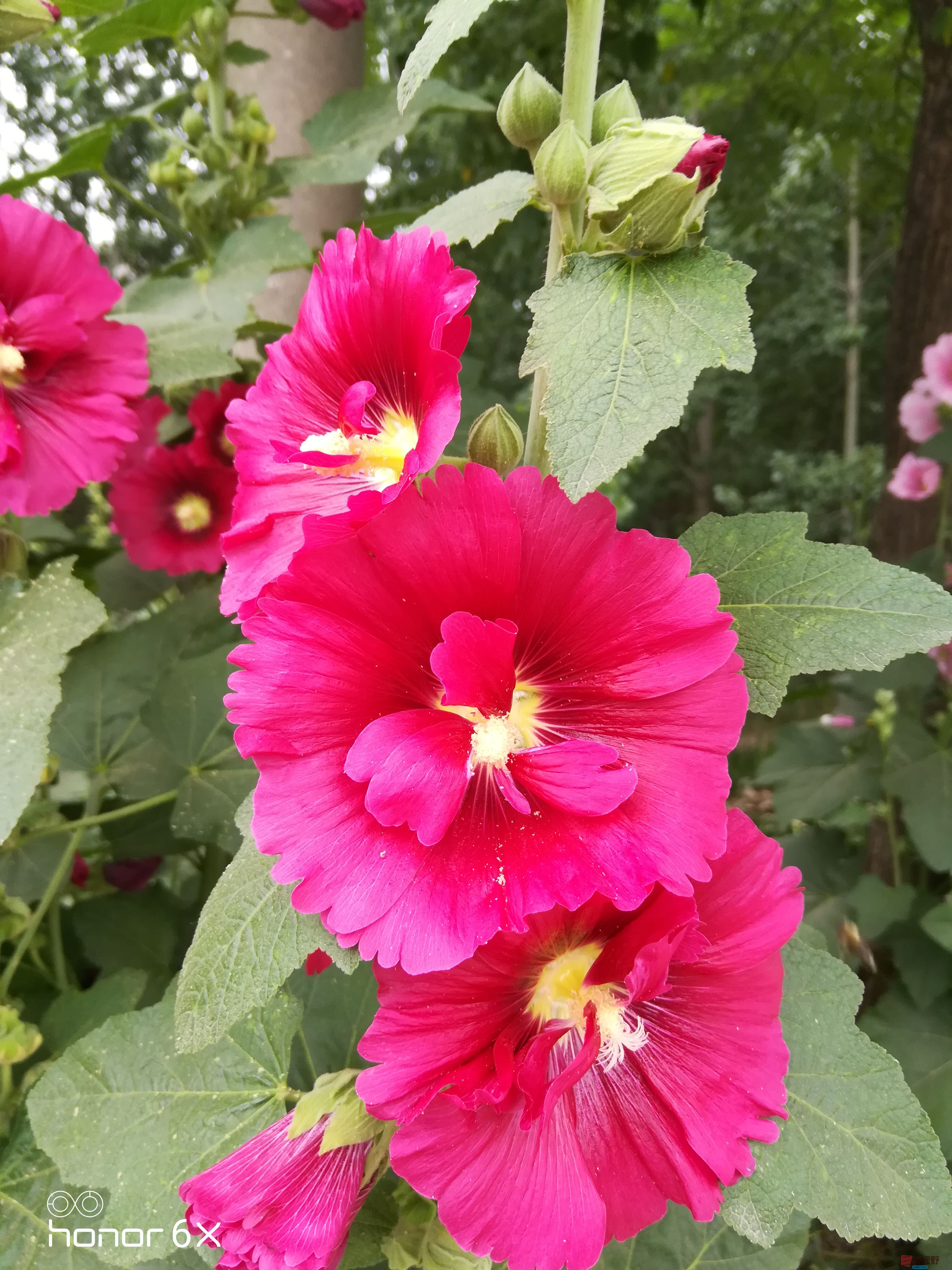 IMG_20190619_075203.jpg