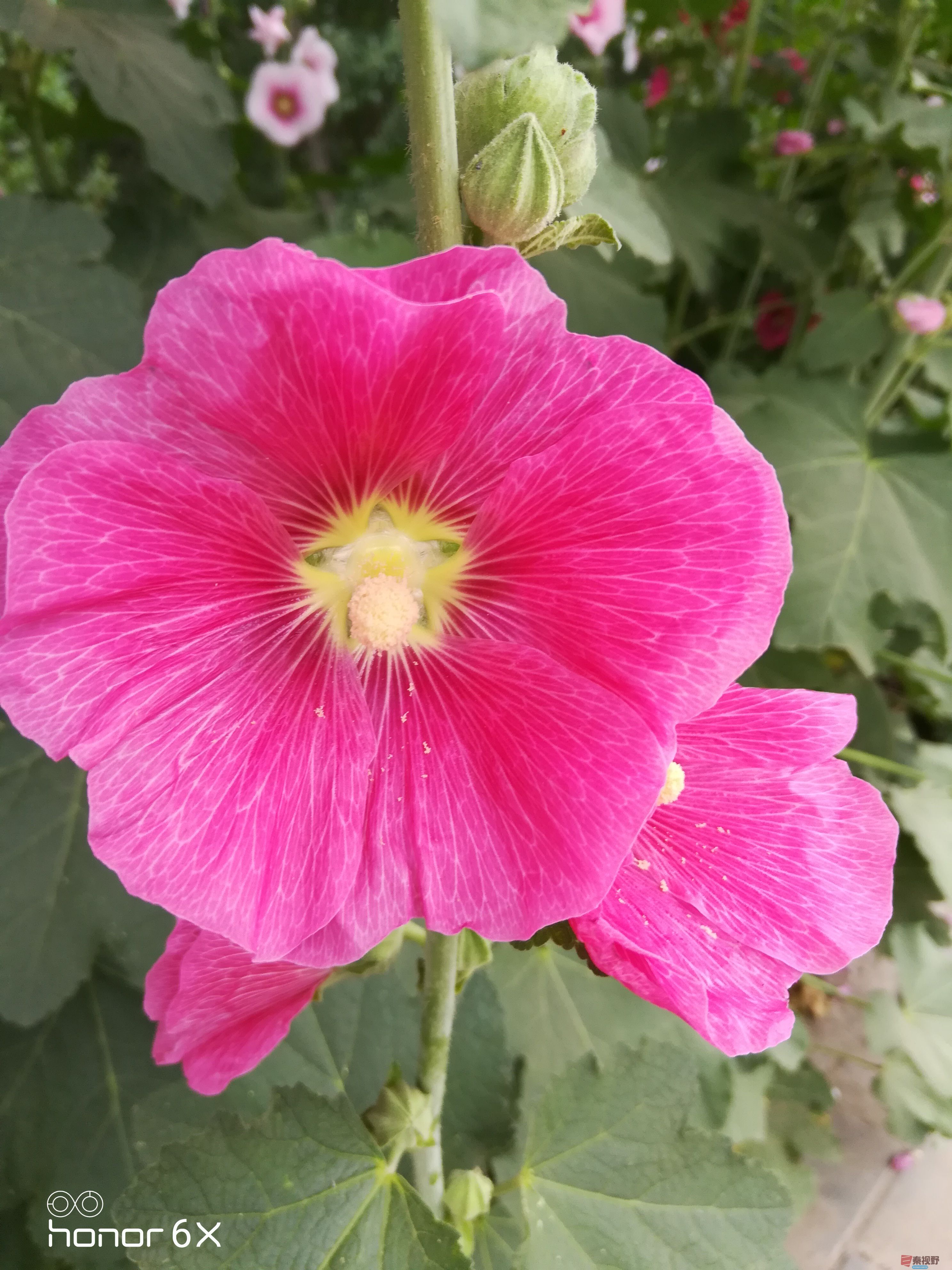 IMG_20190619_075213.jpg