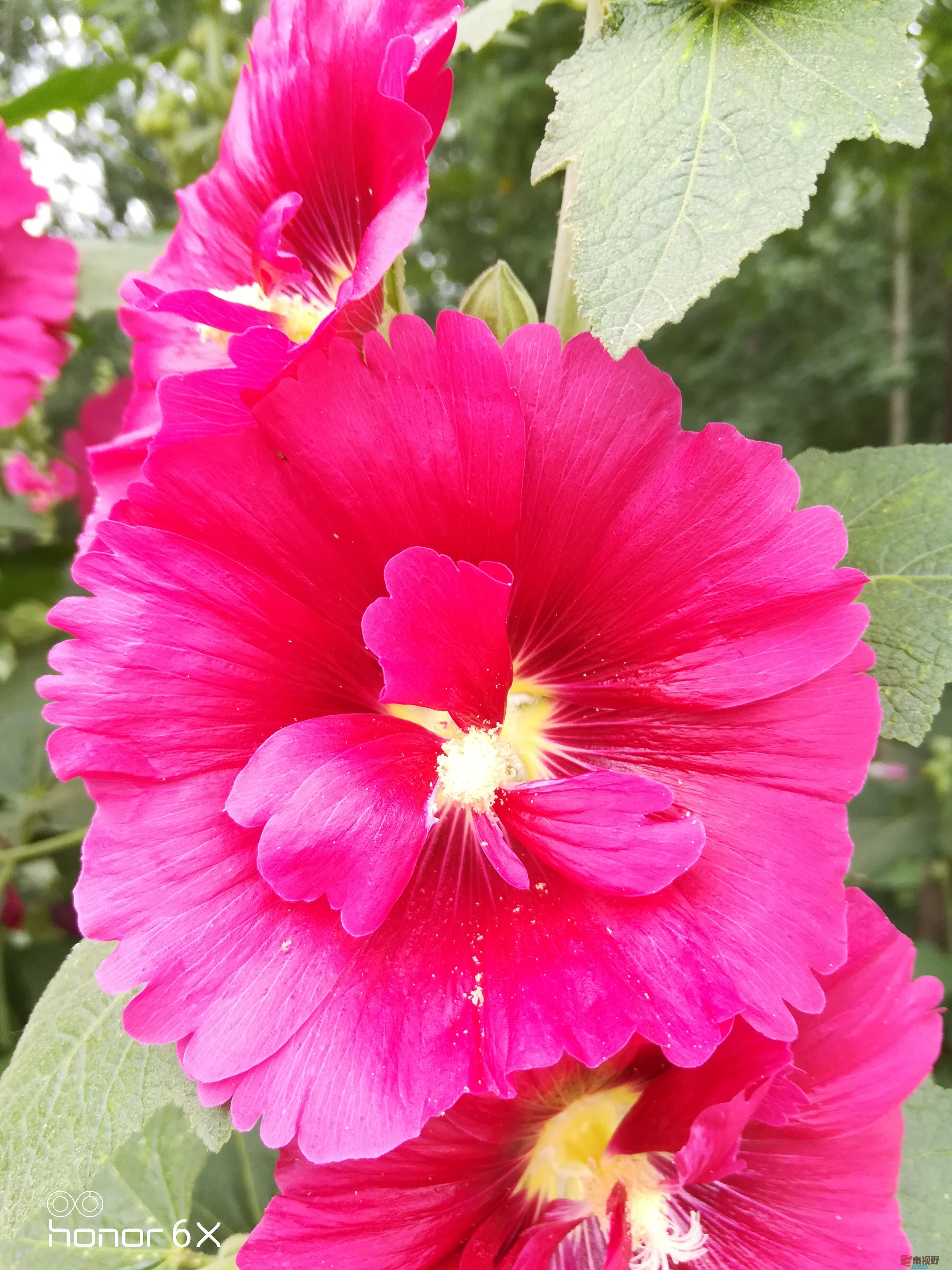 IMG_20190619_075208.jpg
