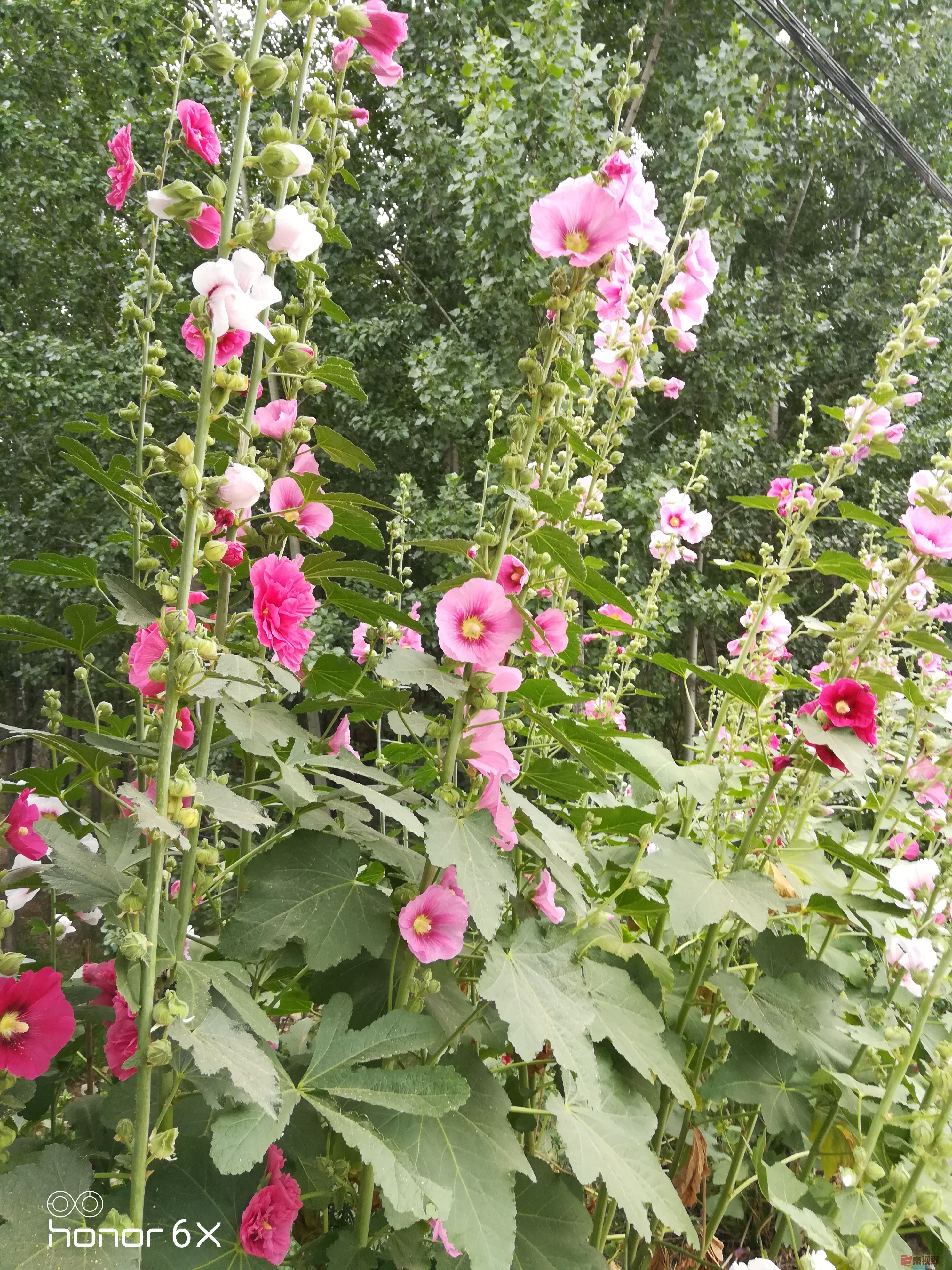 IMG_20190619_075221.jpg