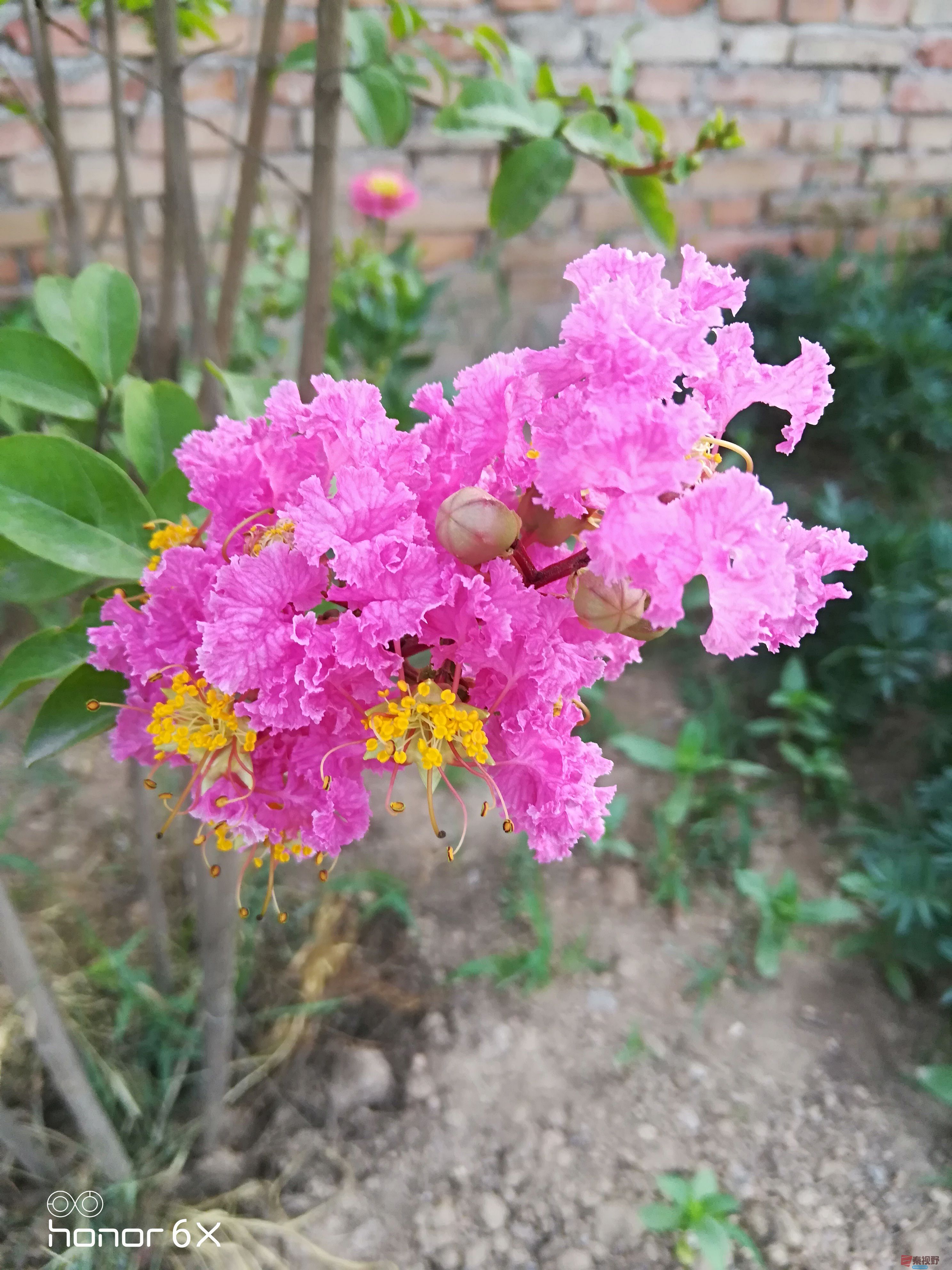 百花盛开的季节【摄影周春辉】