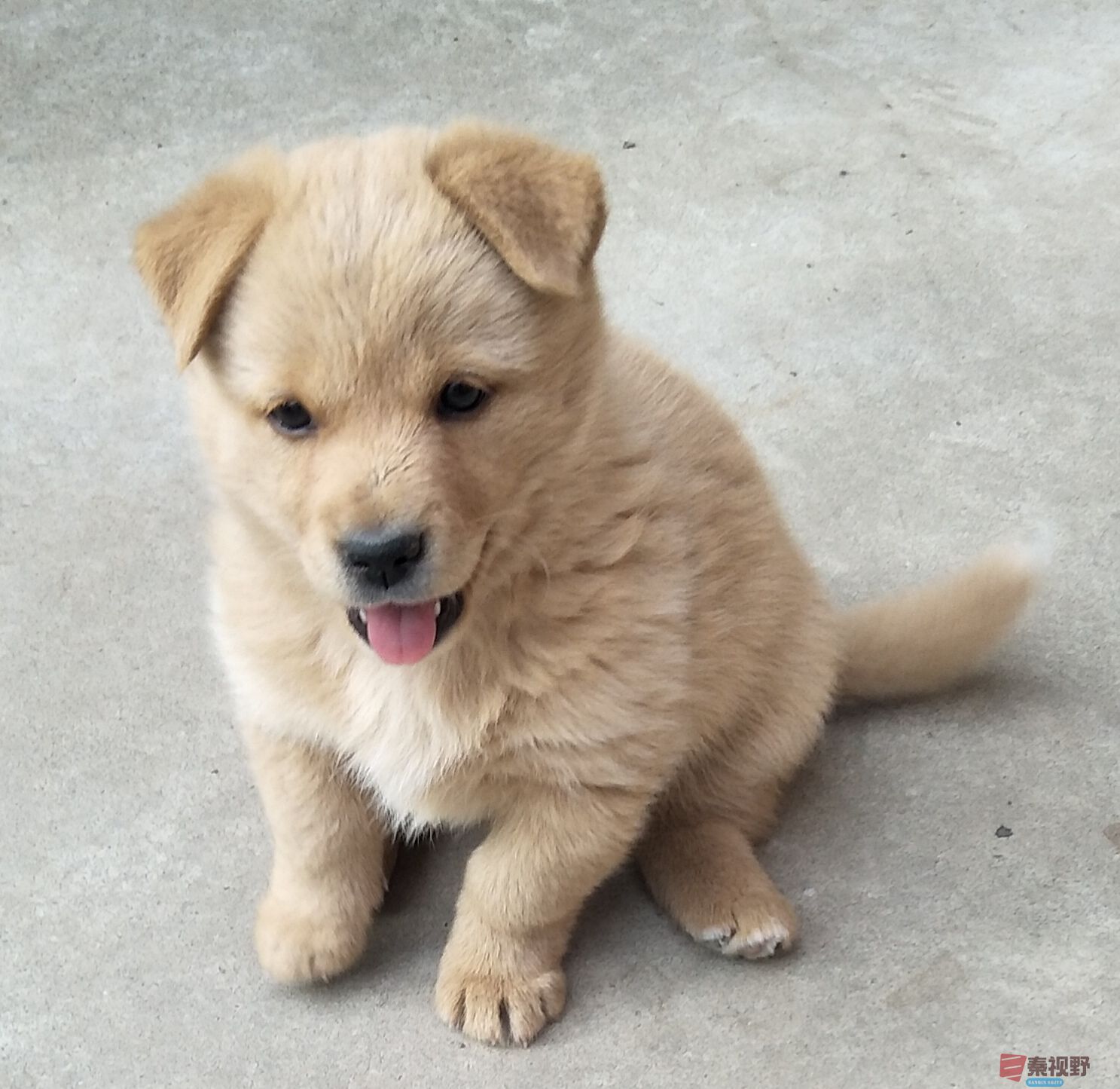 两个品种的中华田园犬