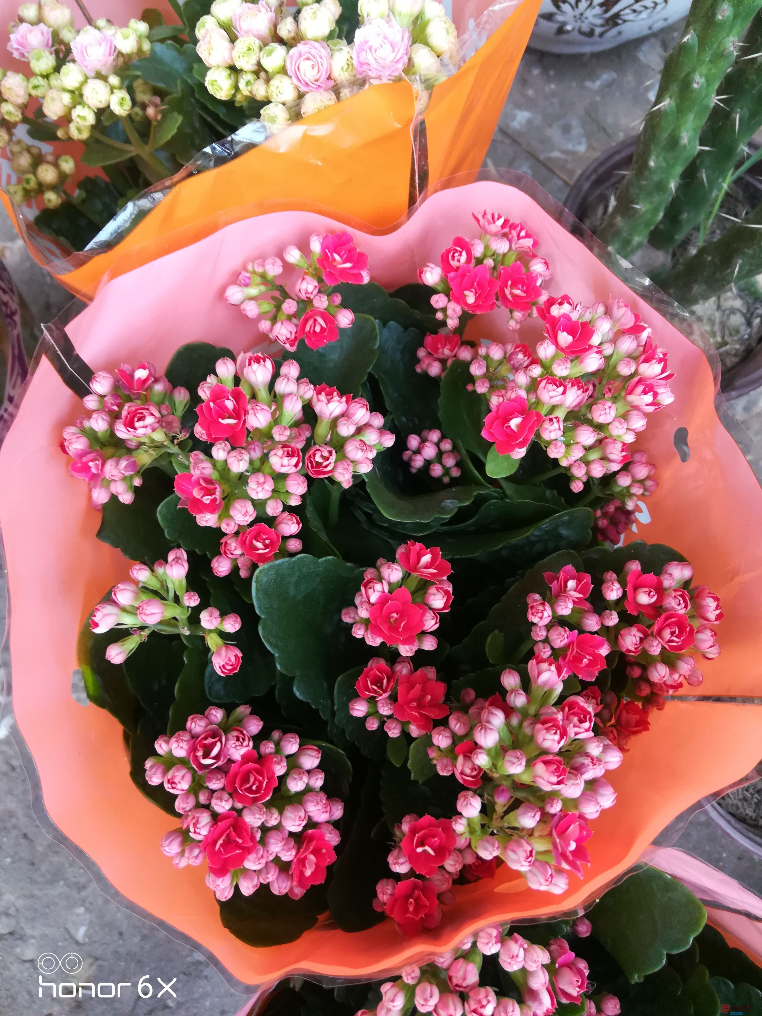 好看的夏花【摄影周春辉】