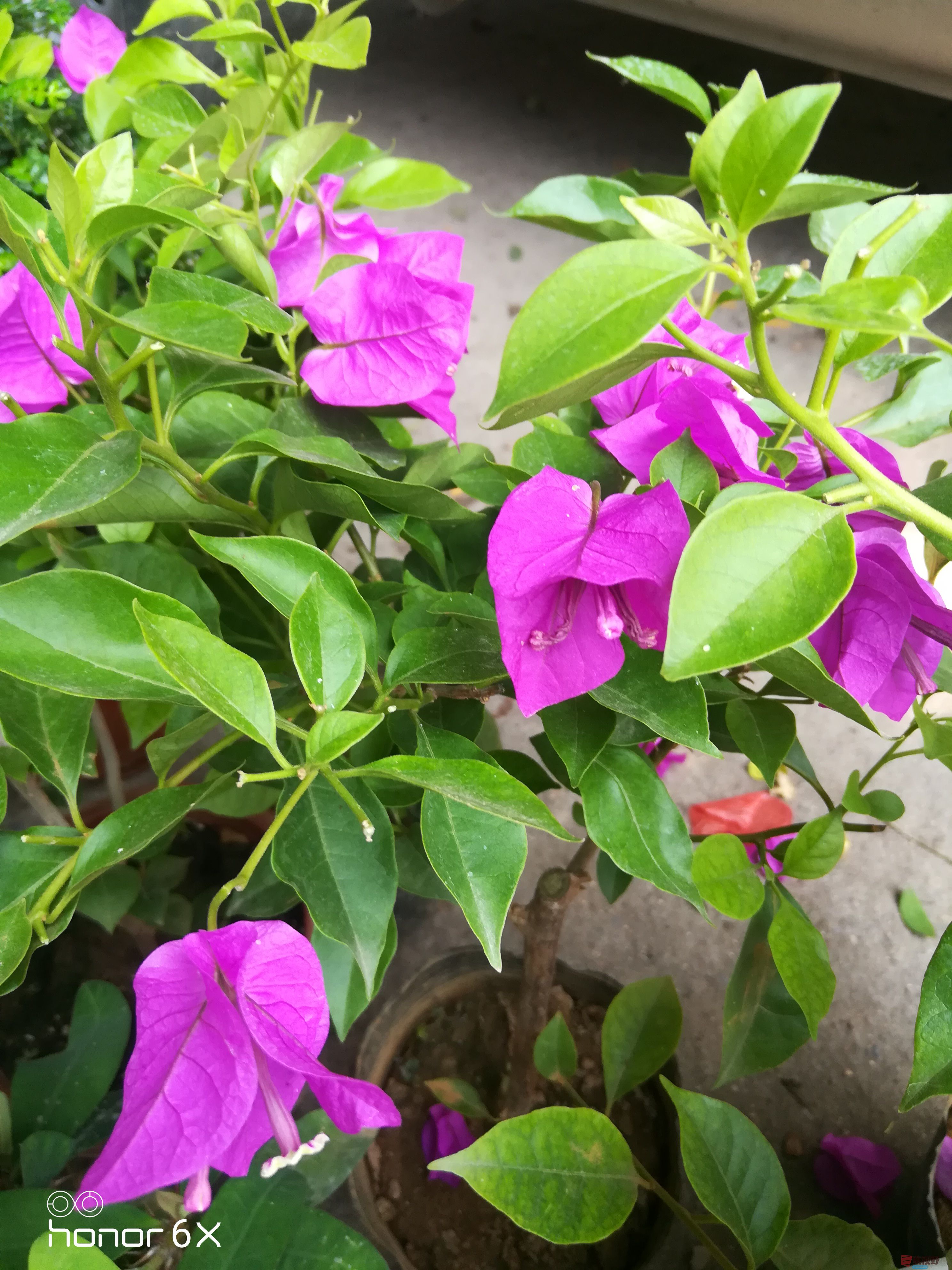 IMG_20190623_112604.jpg