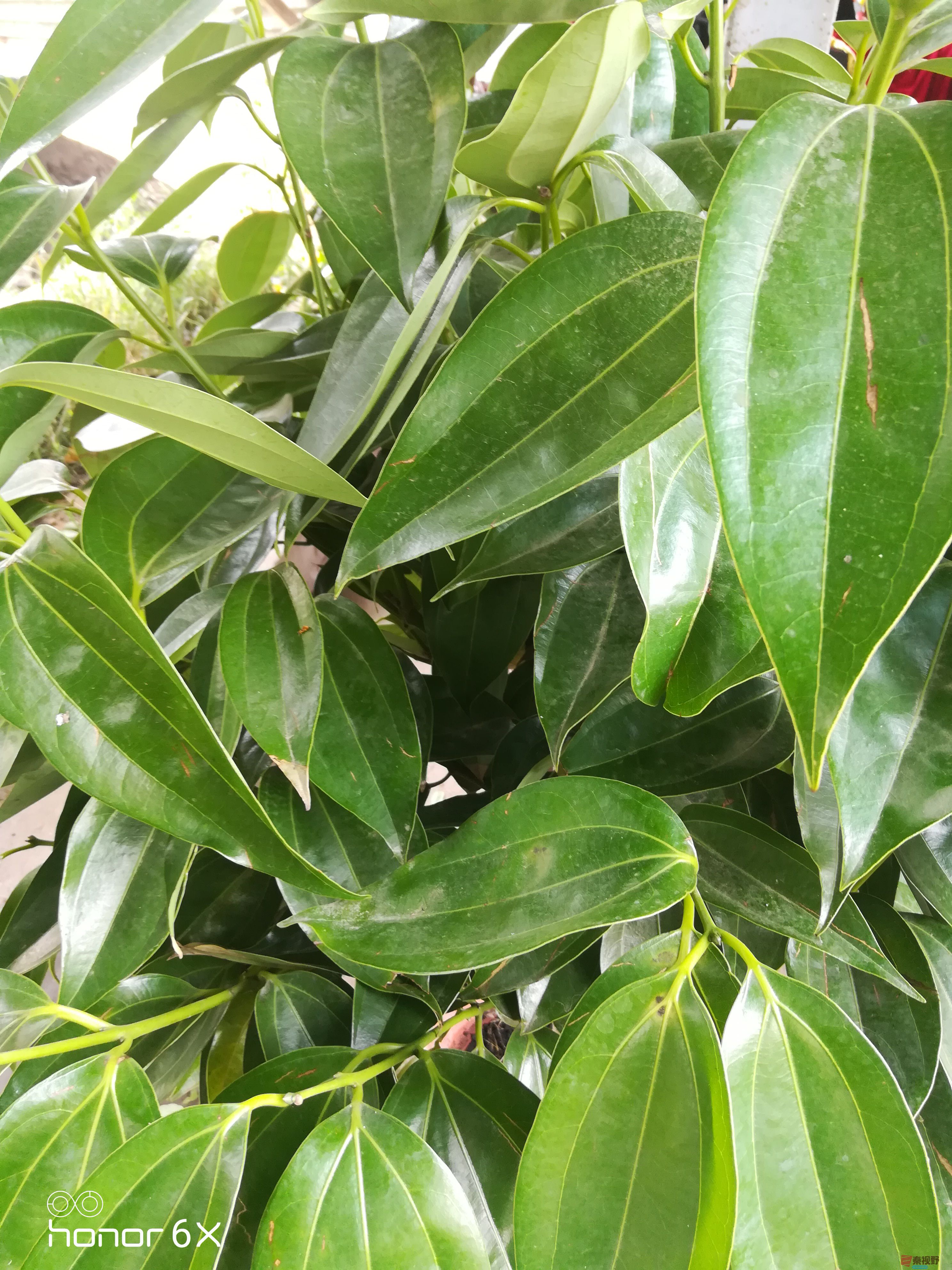 红花绿叶的世界【摄影周春辉】