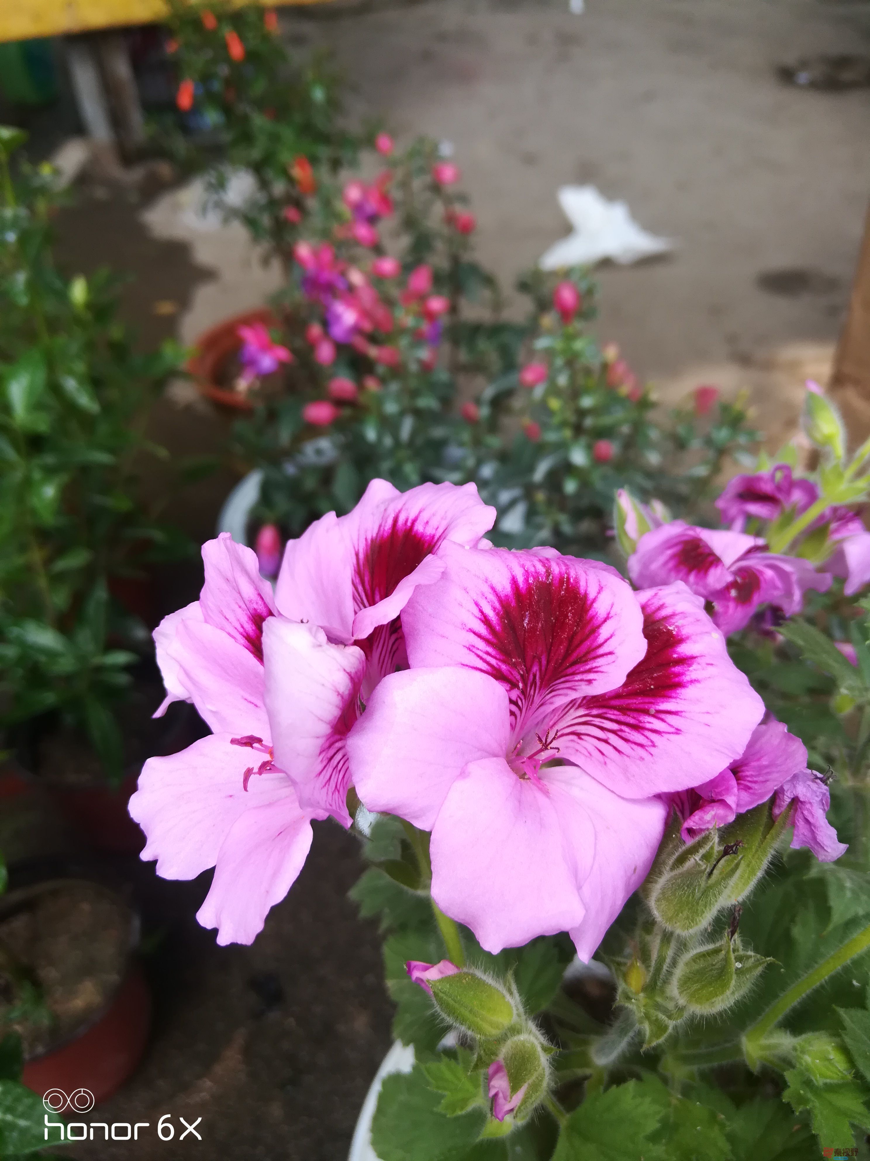 IMG_20190623_112837.jpg