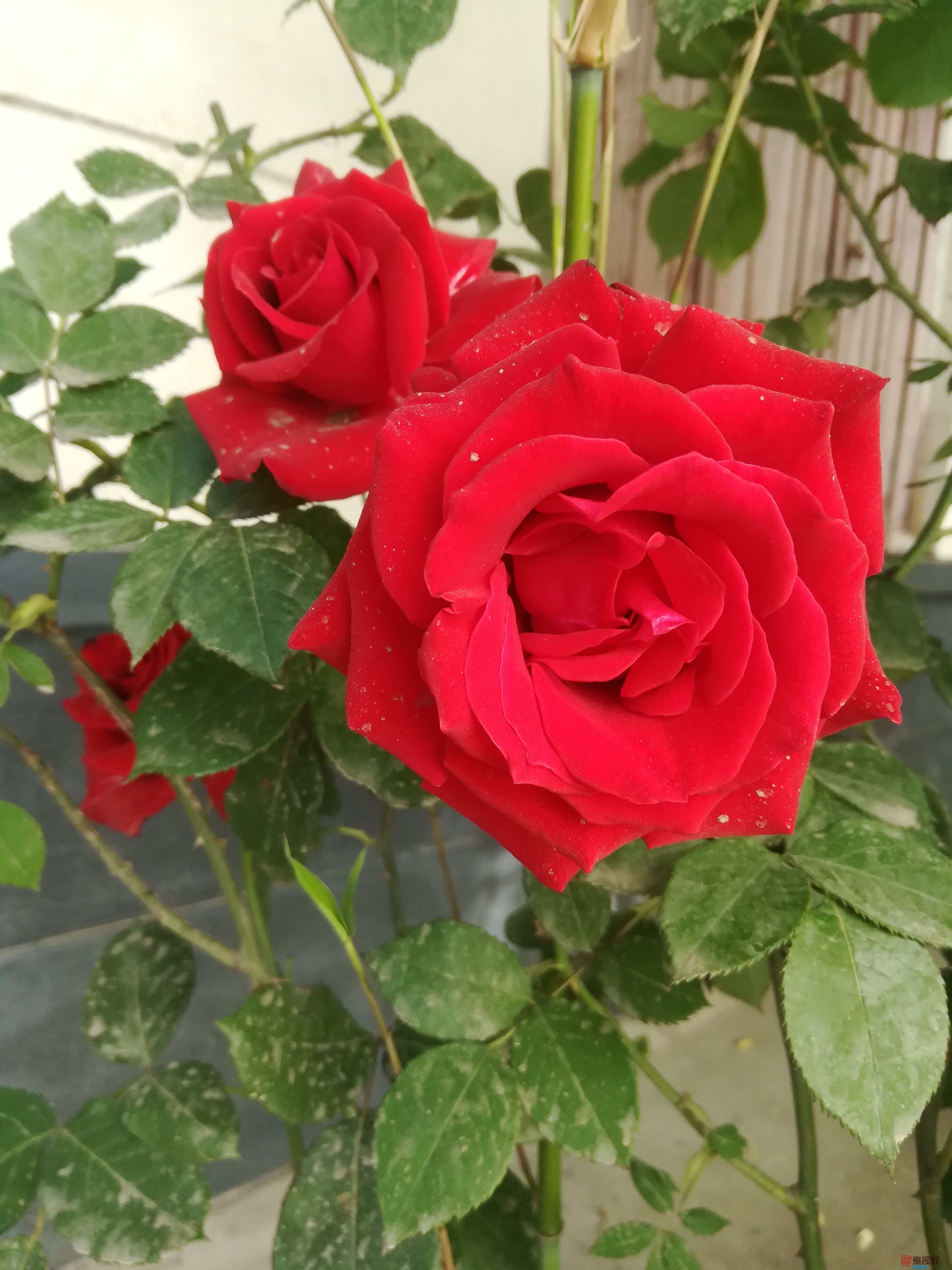 IMG_20190522_074544.jpg
