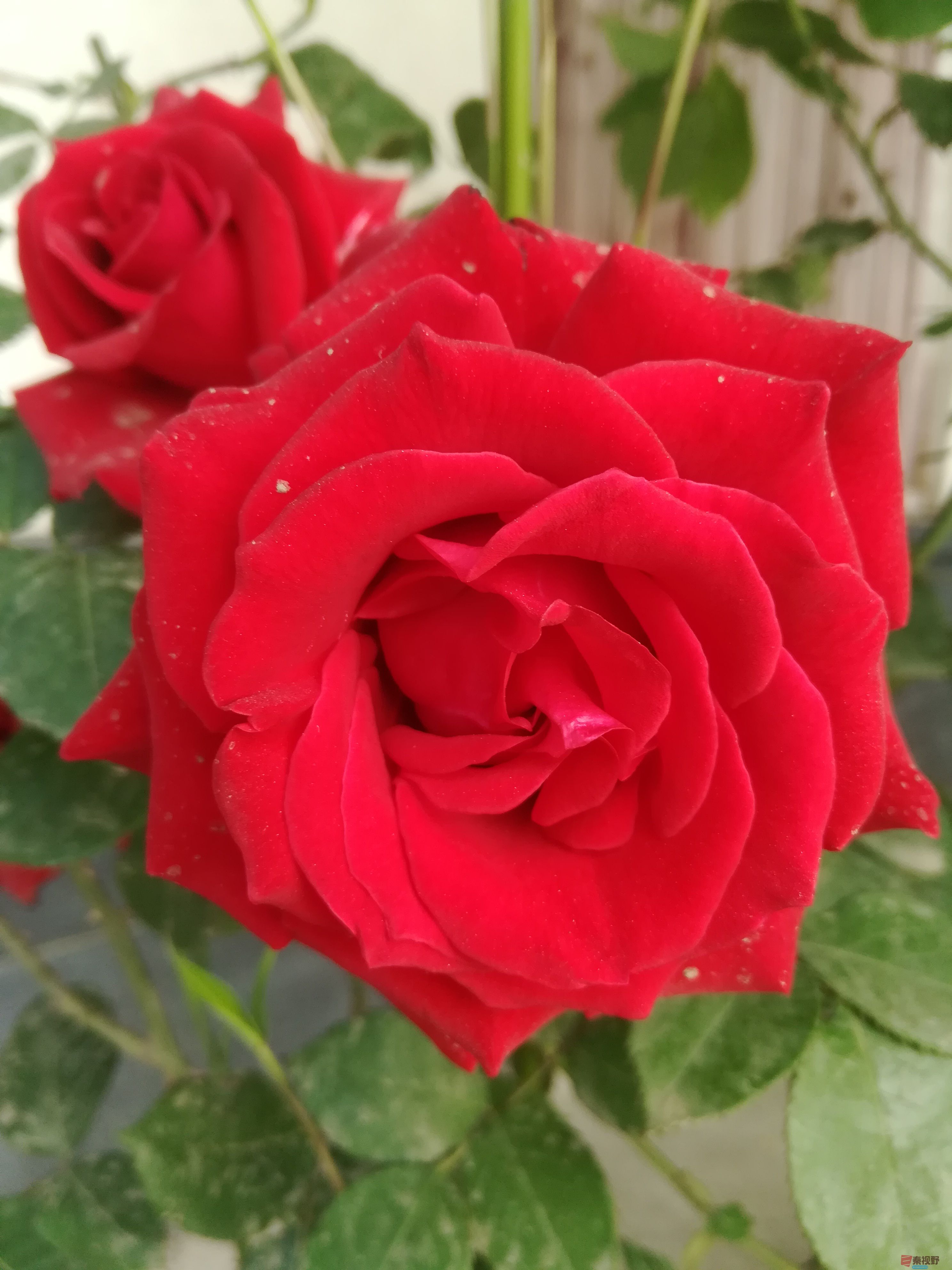 IMG_20190522_074545.jpg
